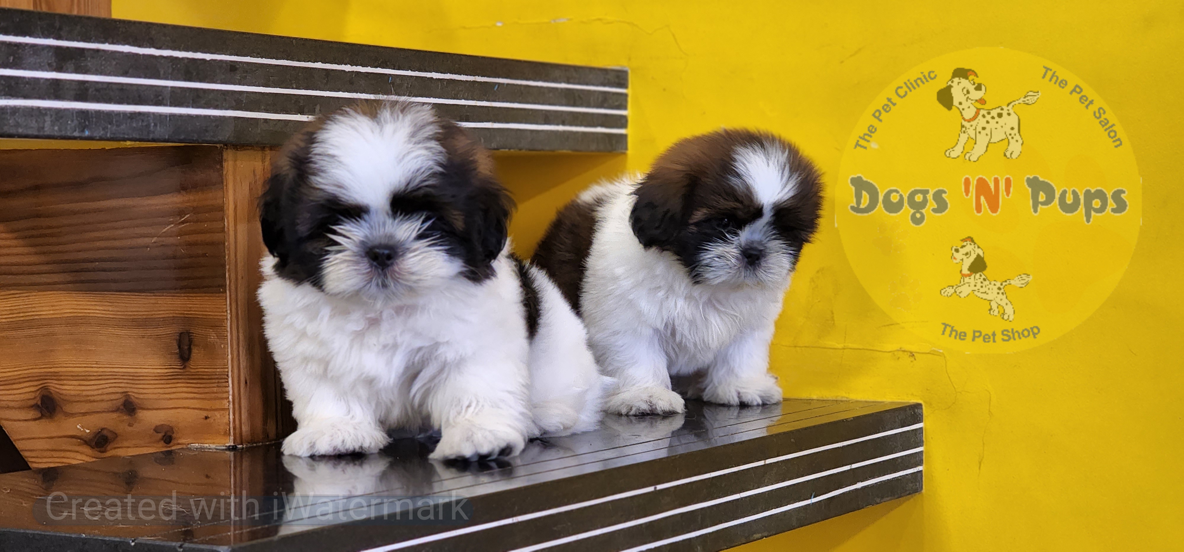 Shihtzu  image 2