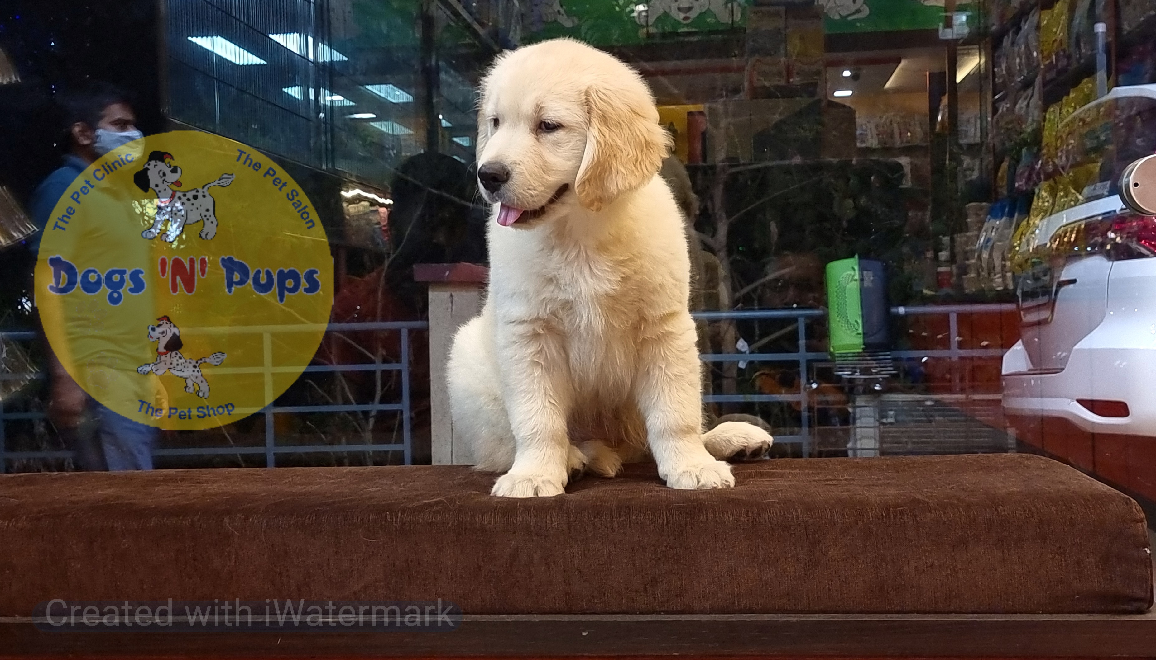 prev dog posted image