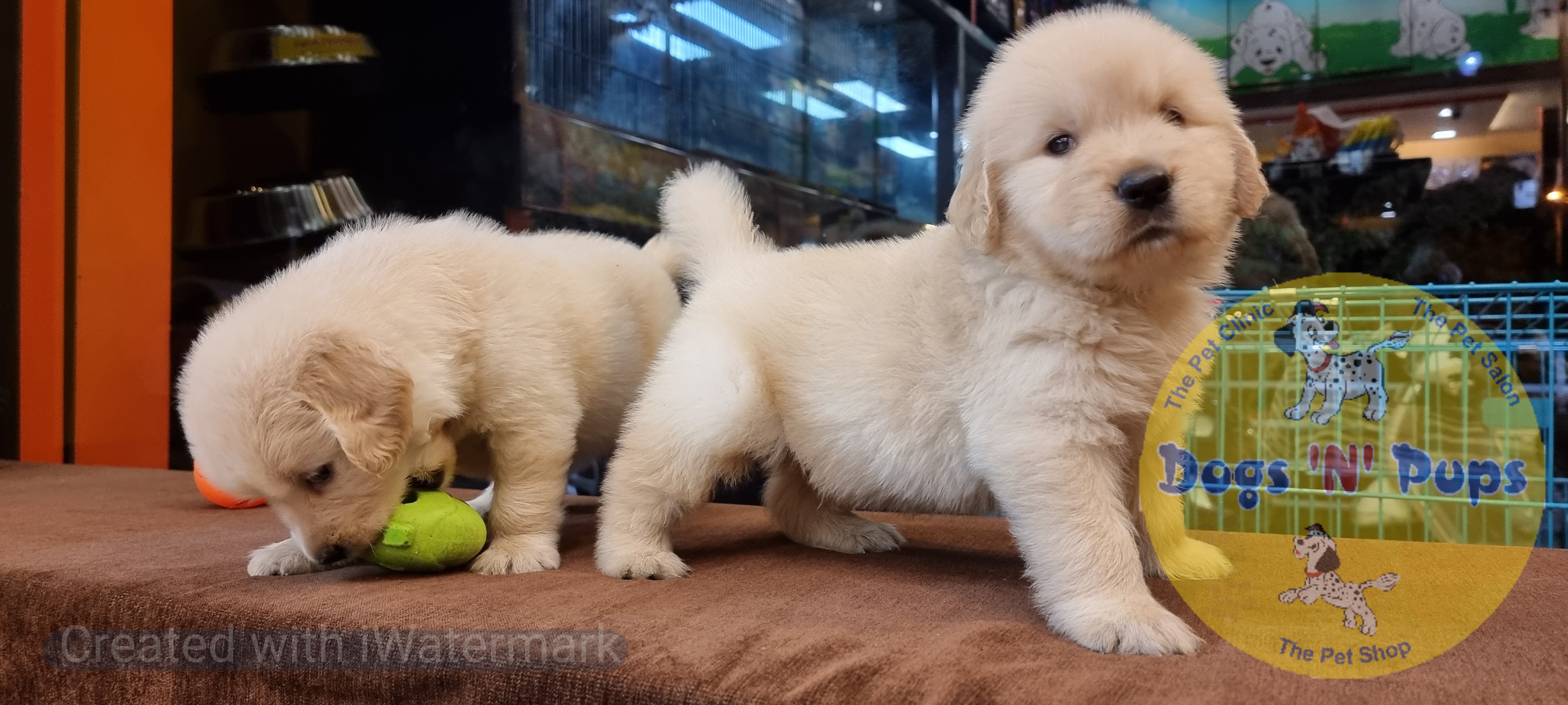 Golden retriever puppies  image 14