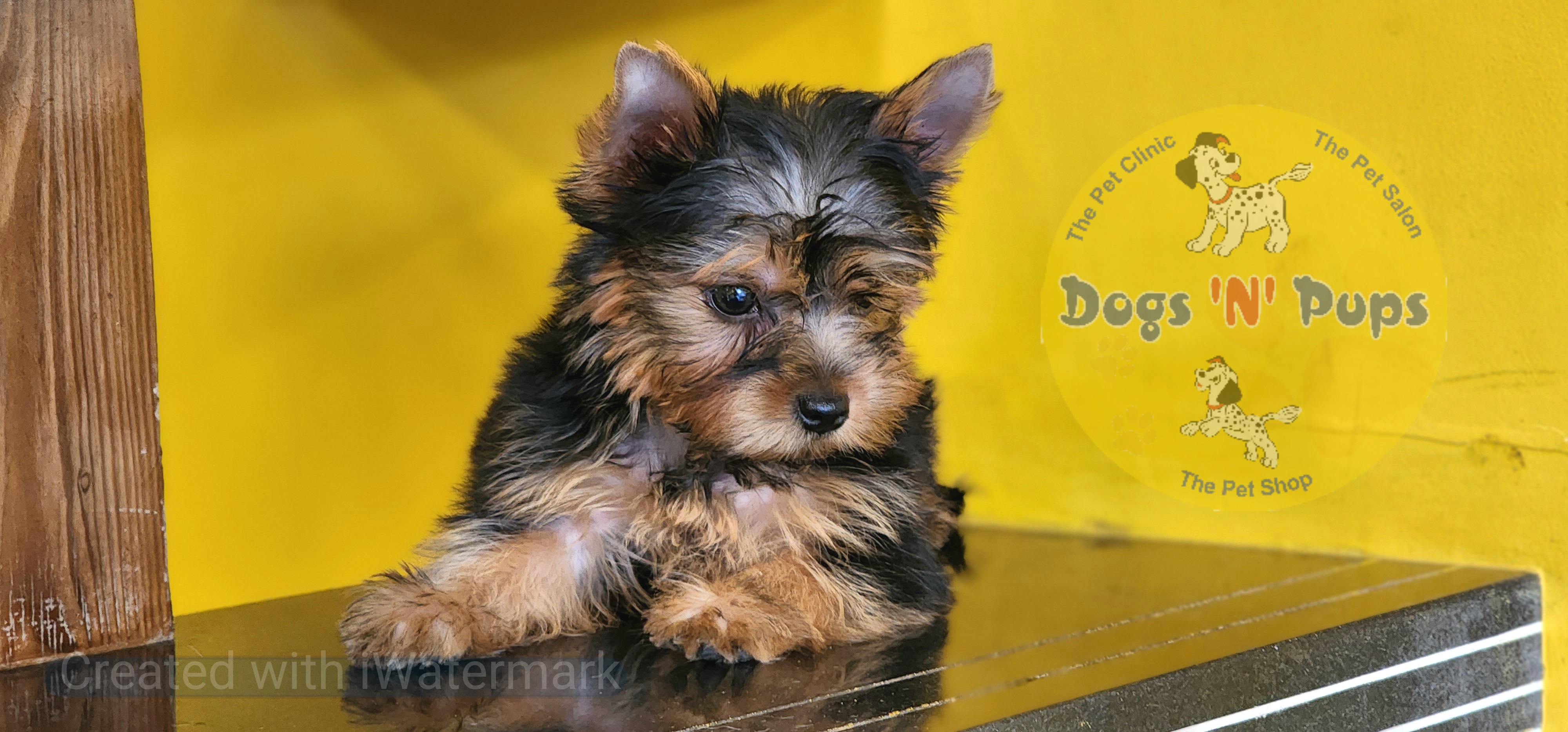 Yorkshire terrier  image 7