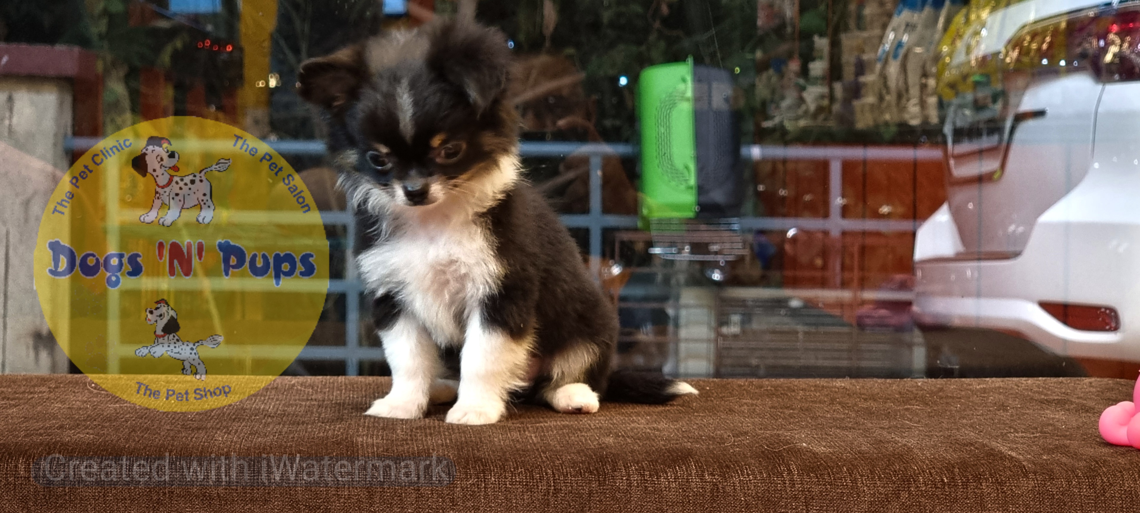 Chihuahua long haired  image 2