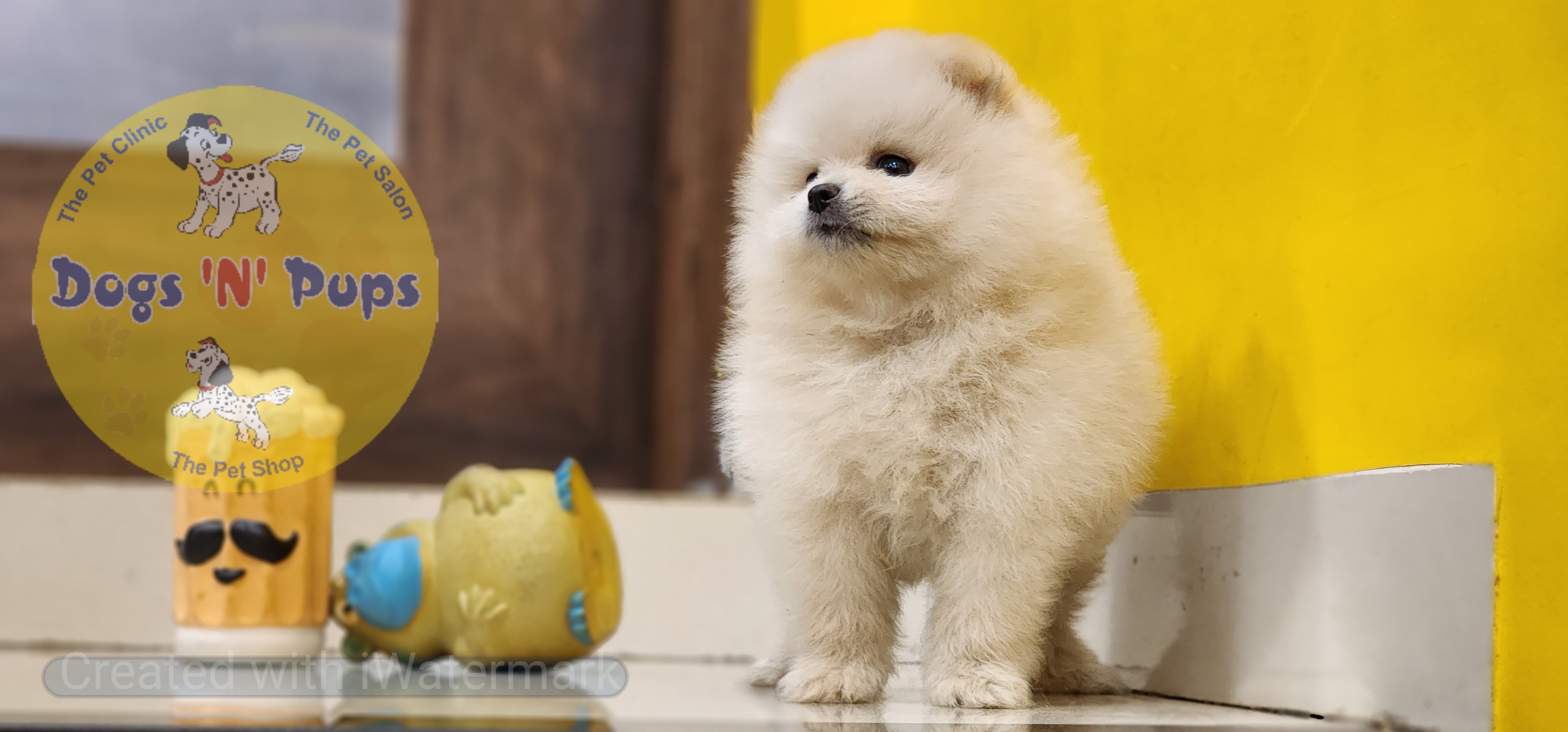 Toy pomeranian  image 9