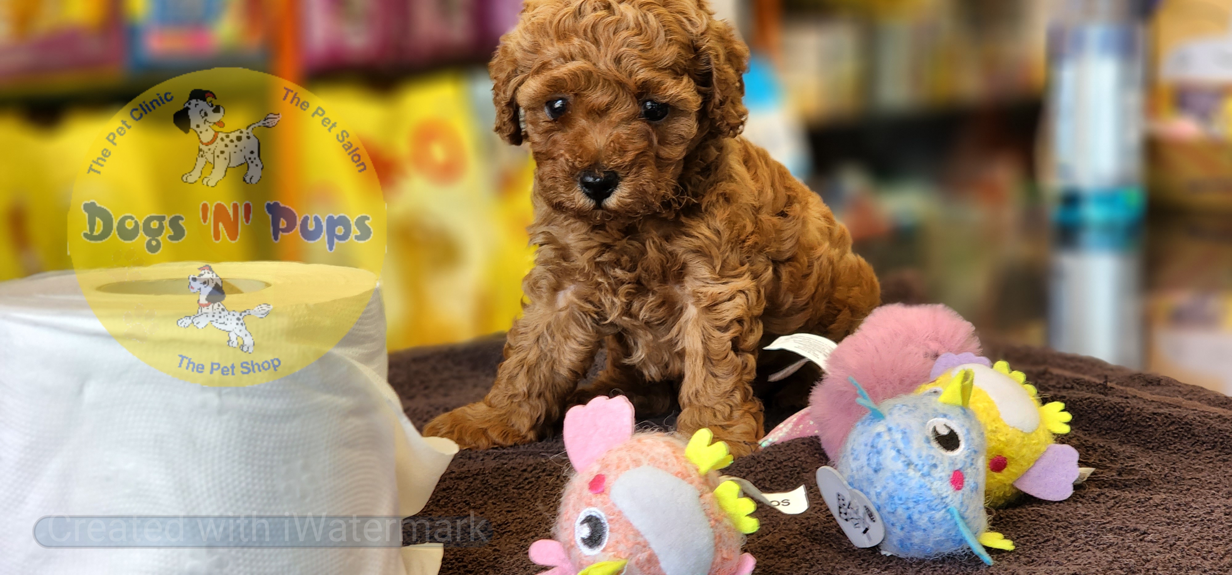 prev dog posted image