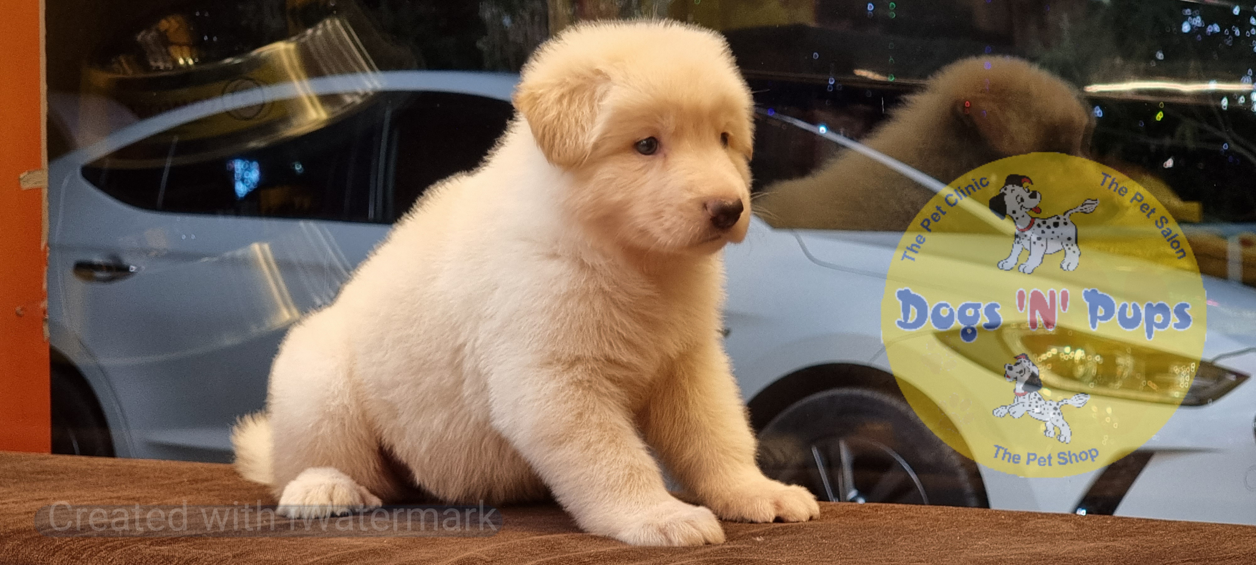 German shepherd  White image 5