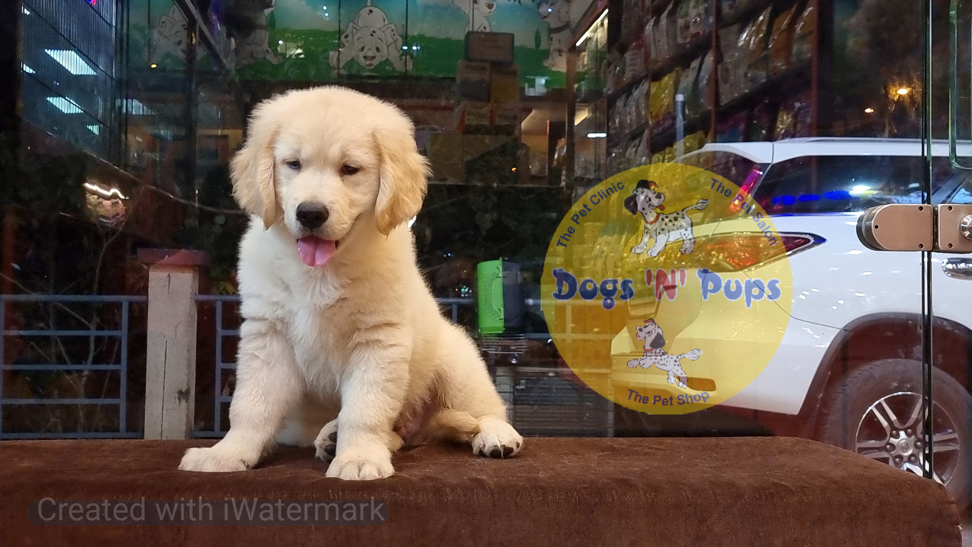 Golden retriever  image 4