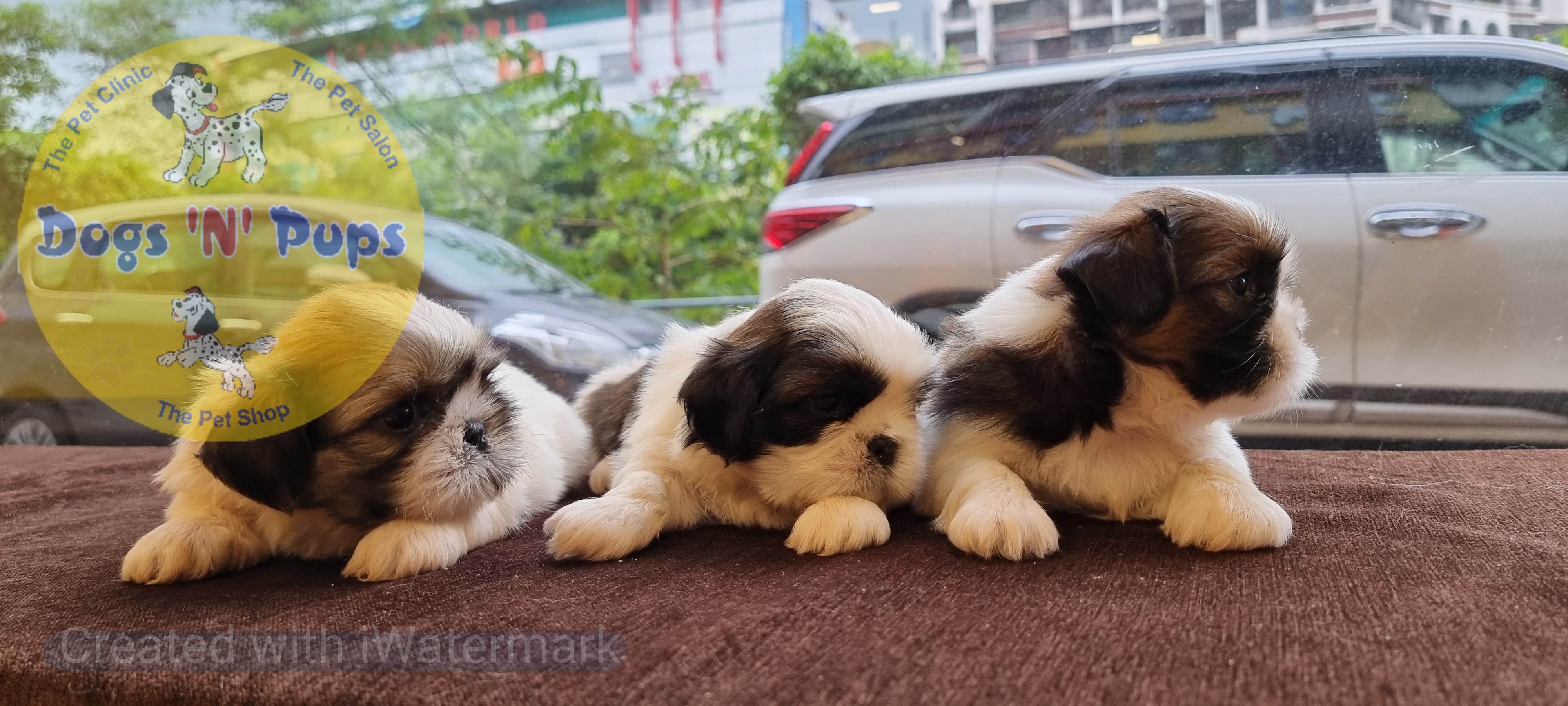 Shihtzu  image 5