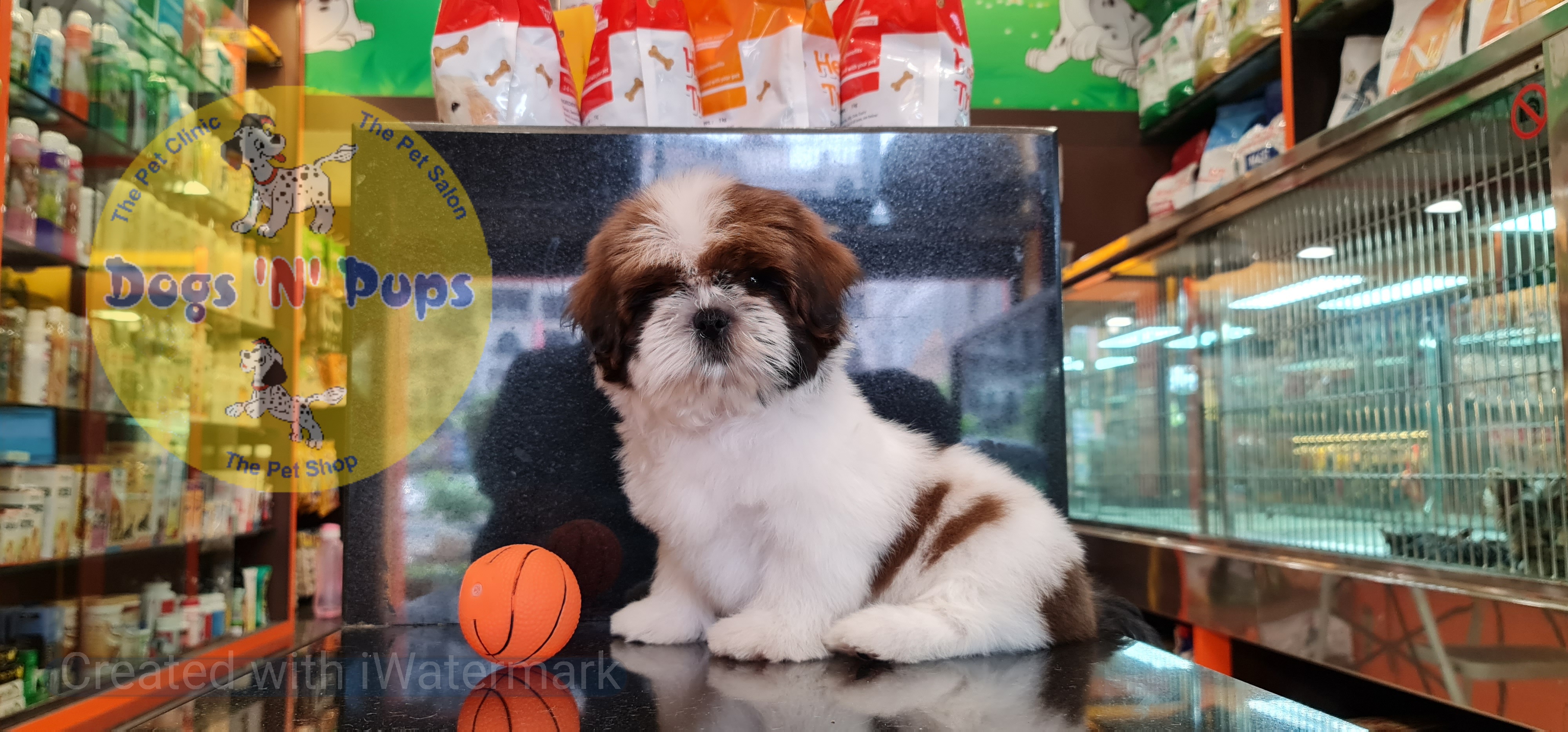pet Shihtzu puppy header image