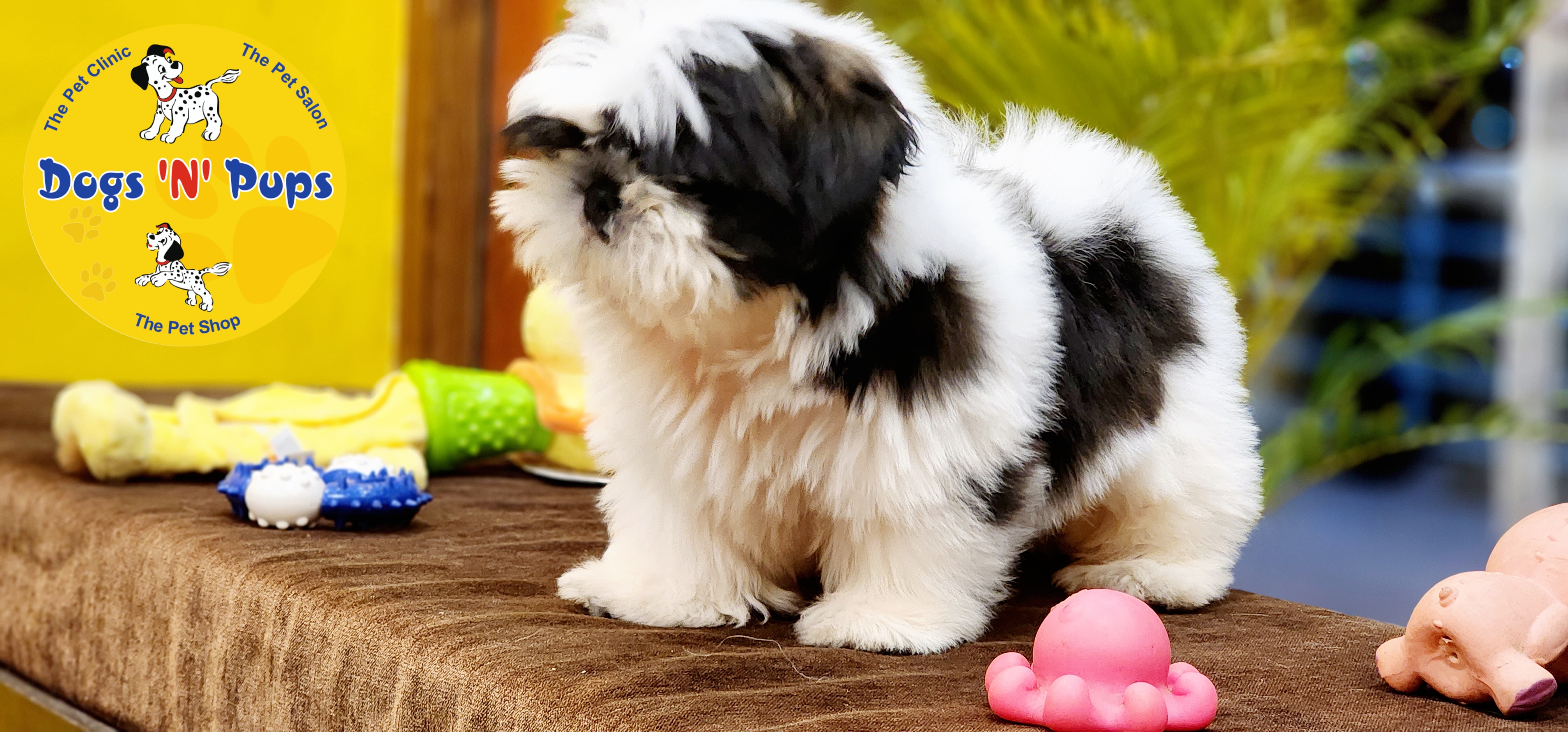 Shihtzu  image 6