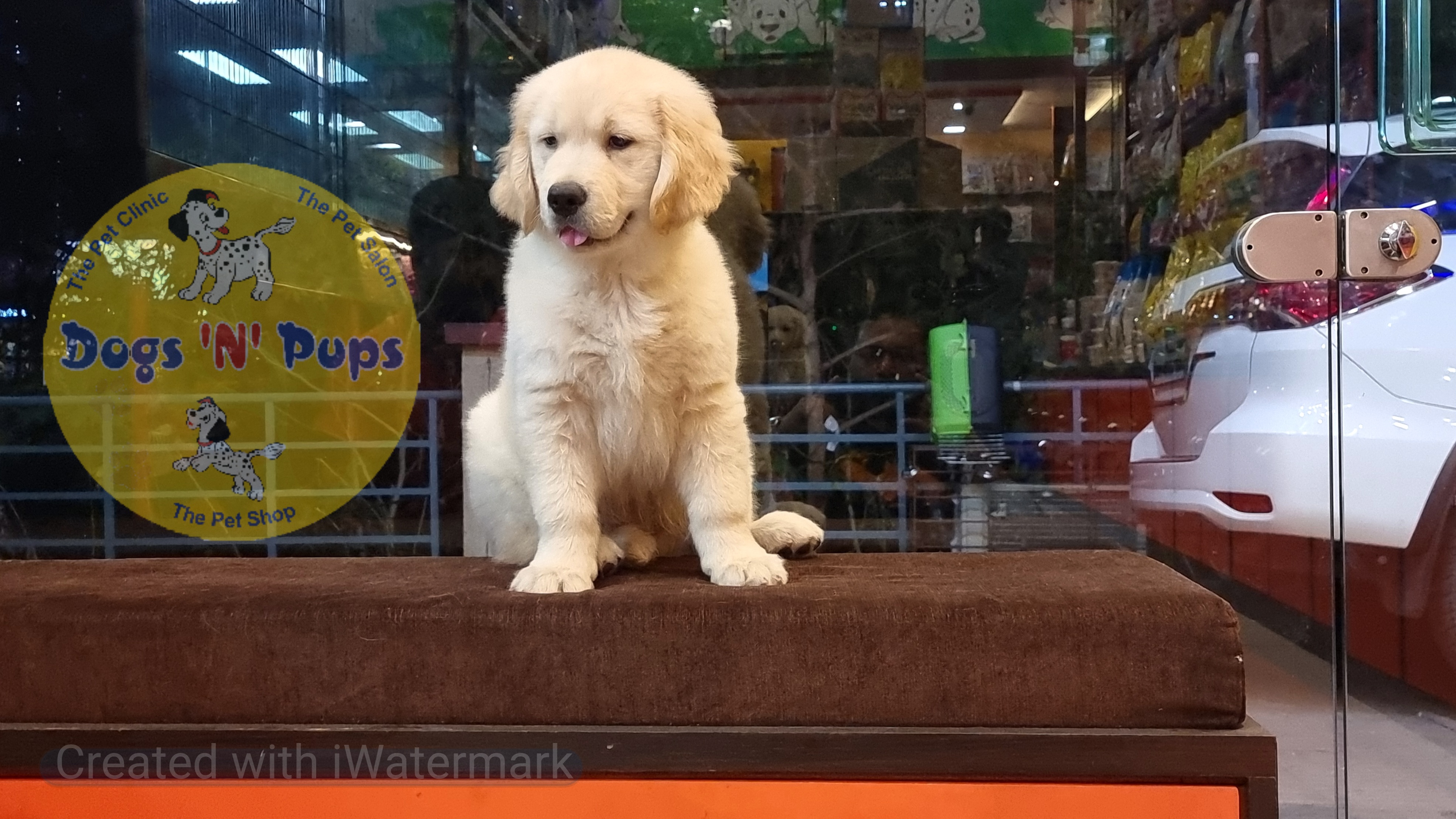 Golden retriever  image 7