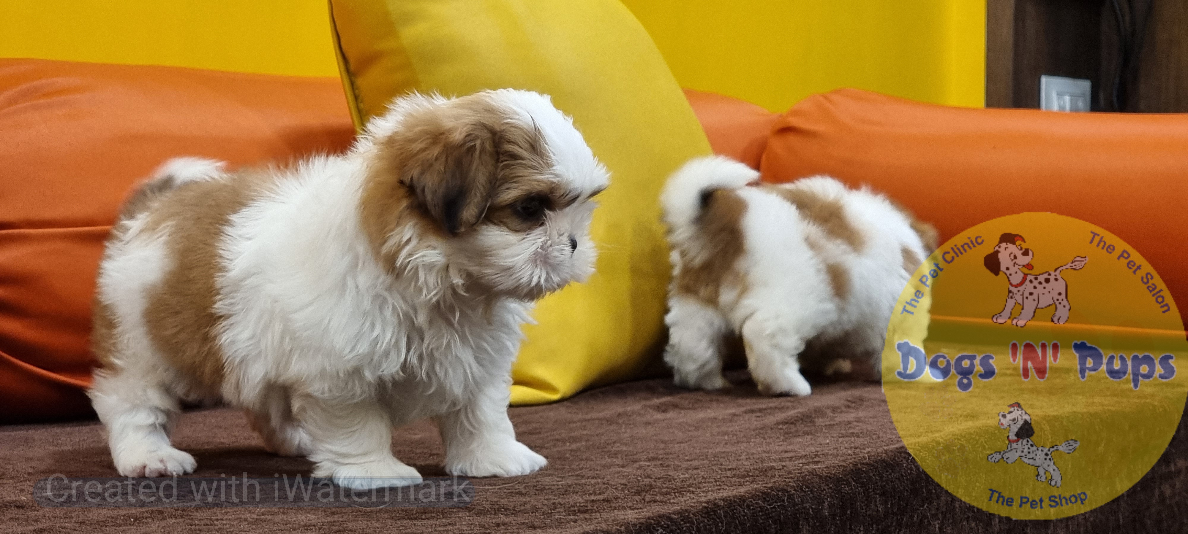 Shihtzu  image 5
