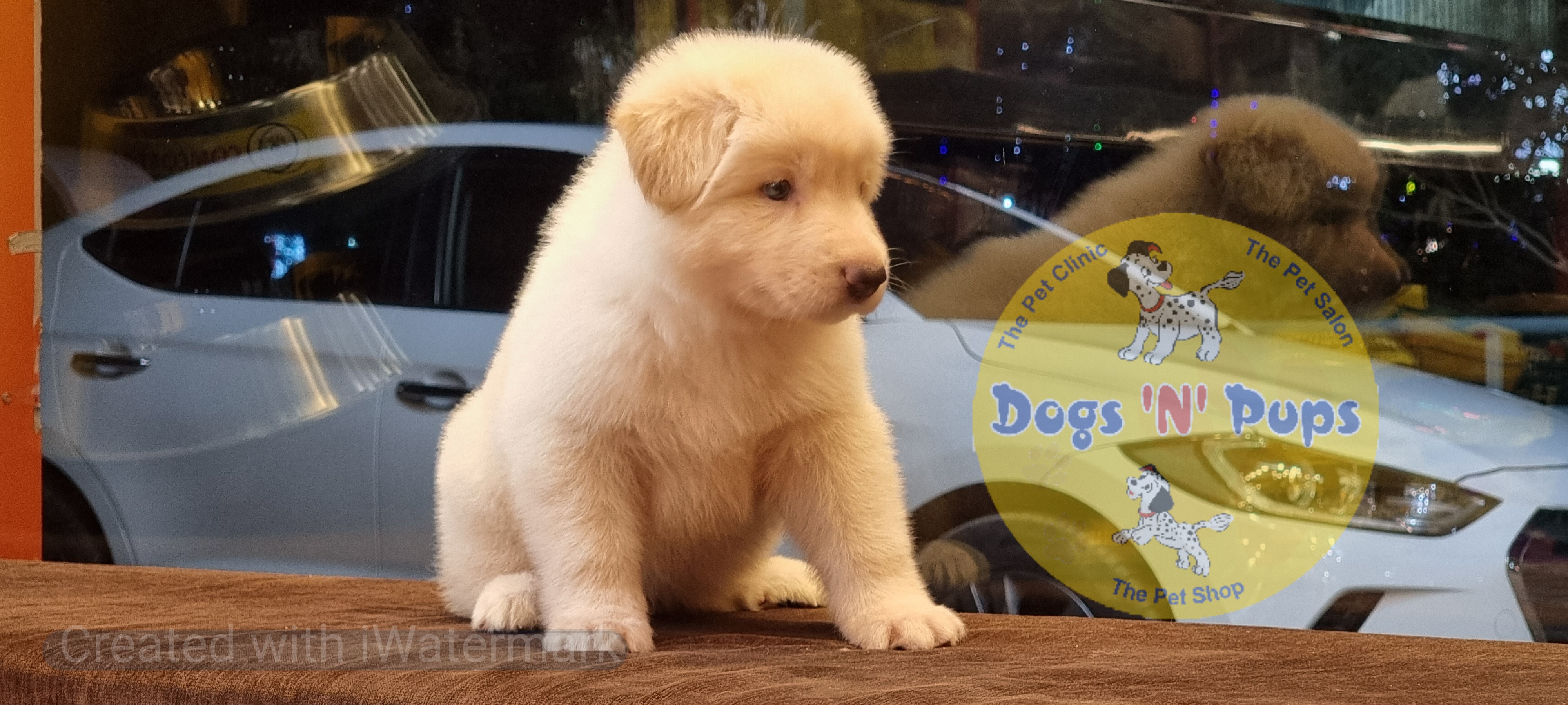 German shepherd  White image 8