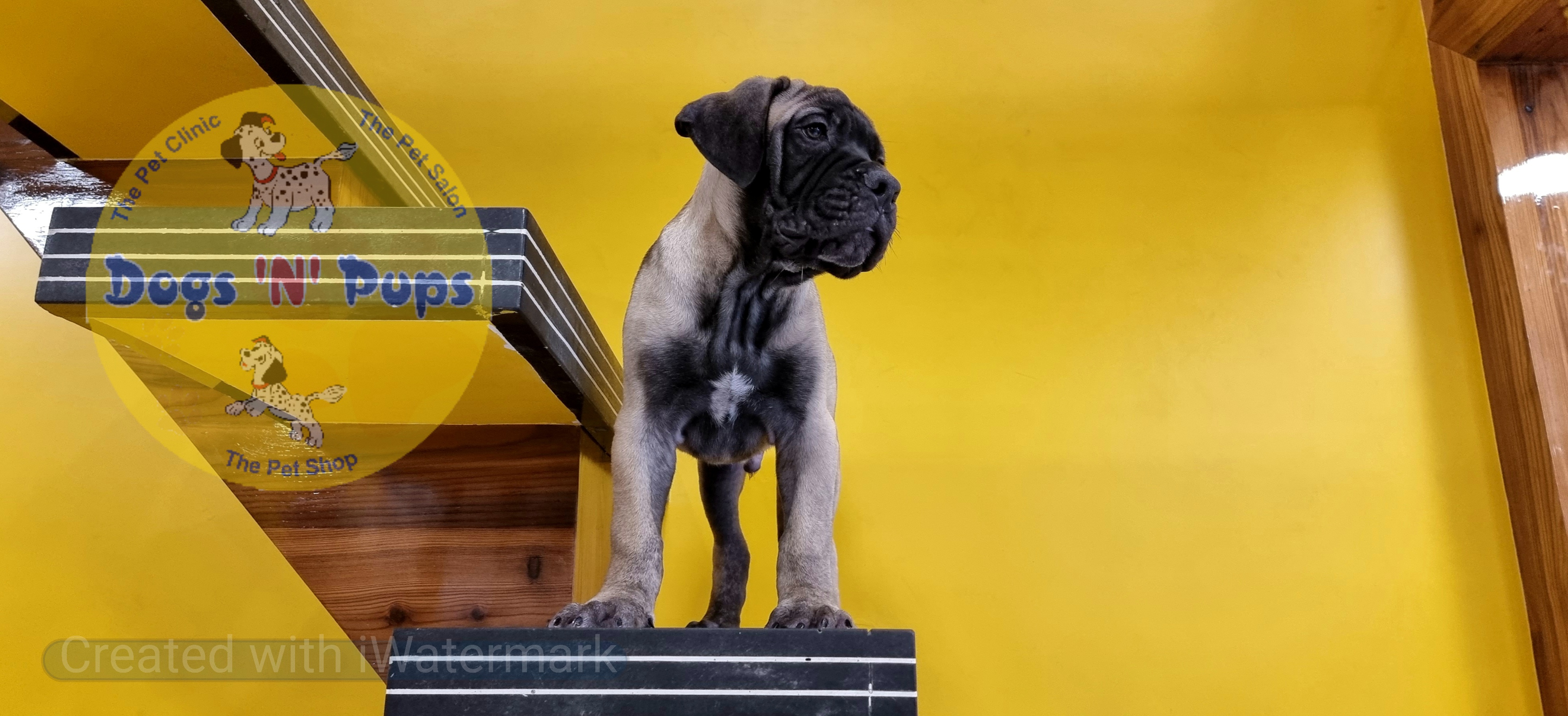 Bullmastiff  image 10