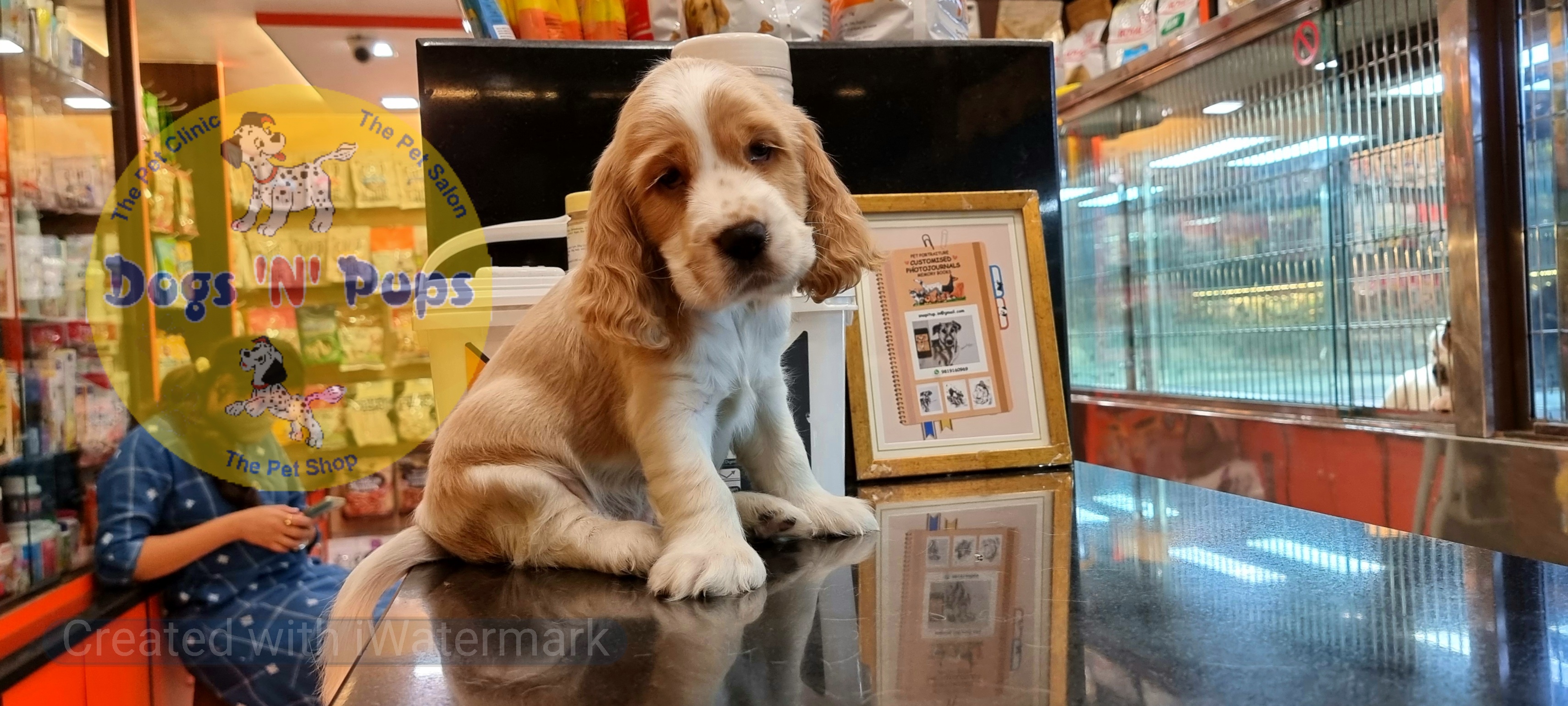 Cocker spaniel puppies  image 6