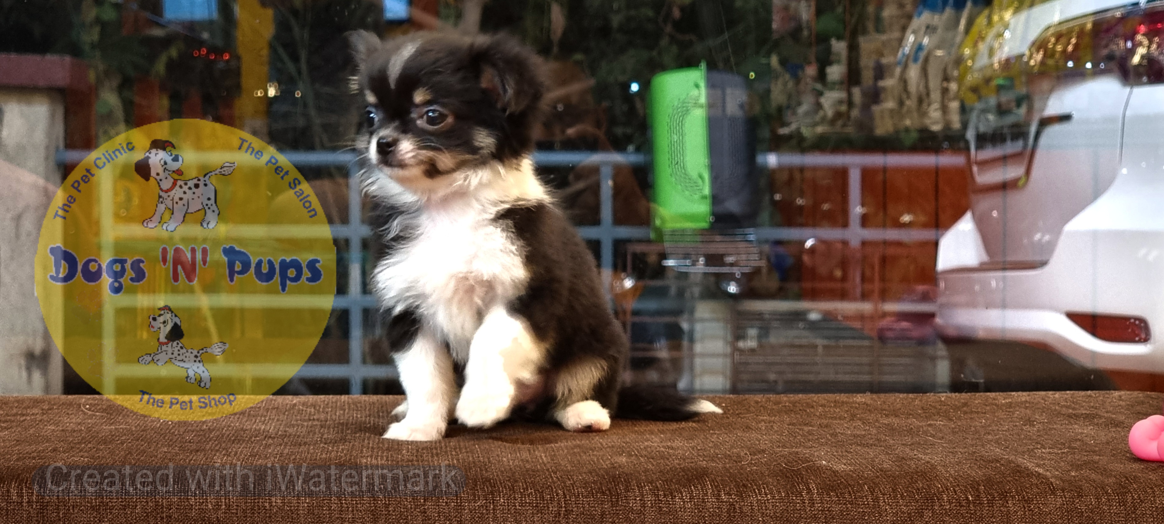 Chihuahua long haired  image 3