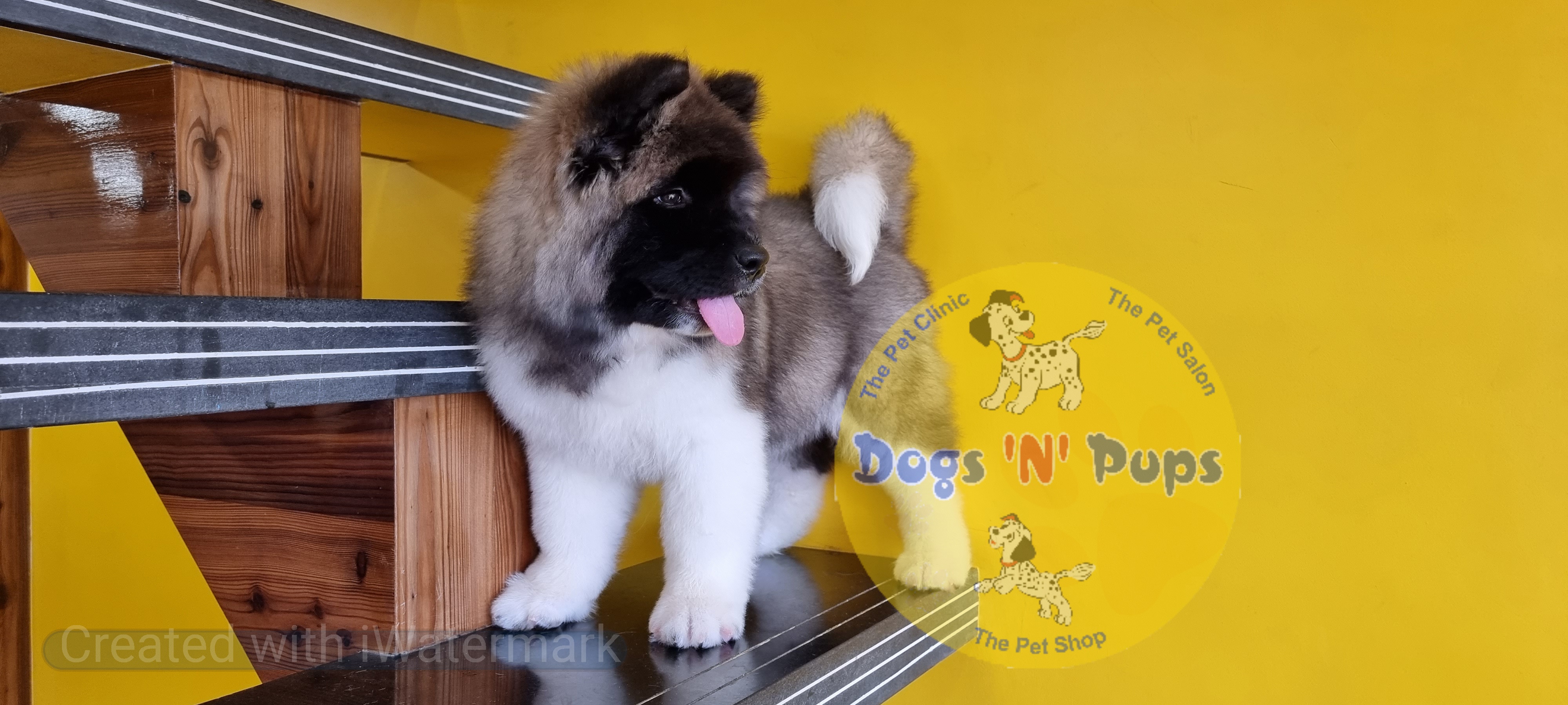 next dog posted image