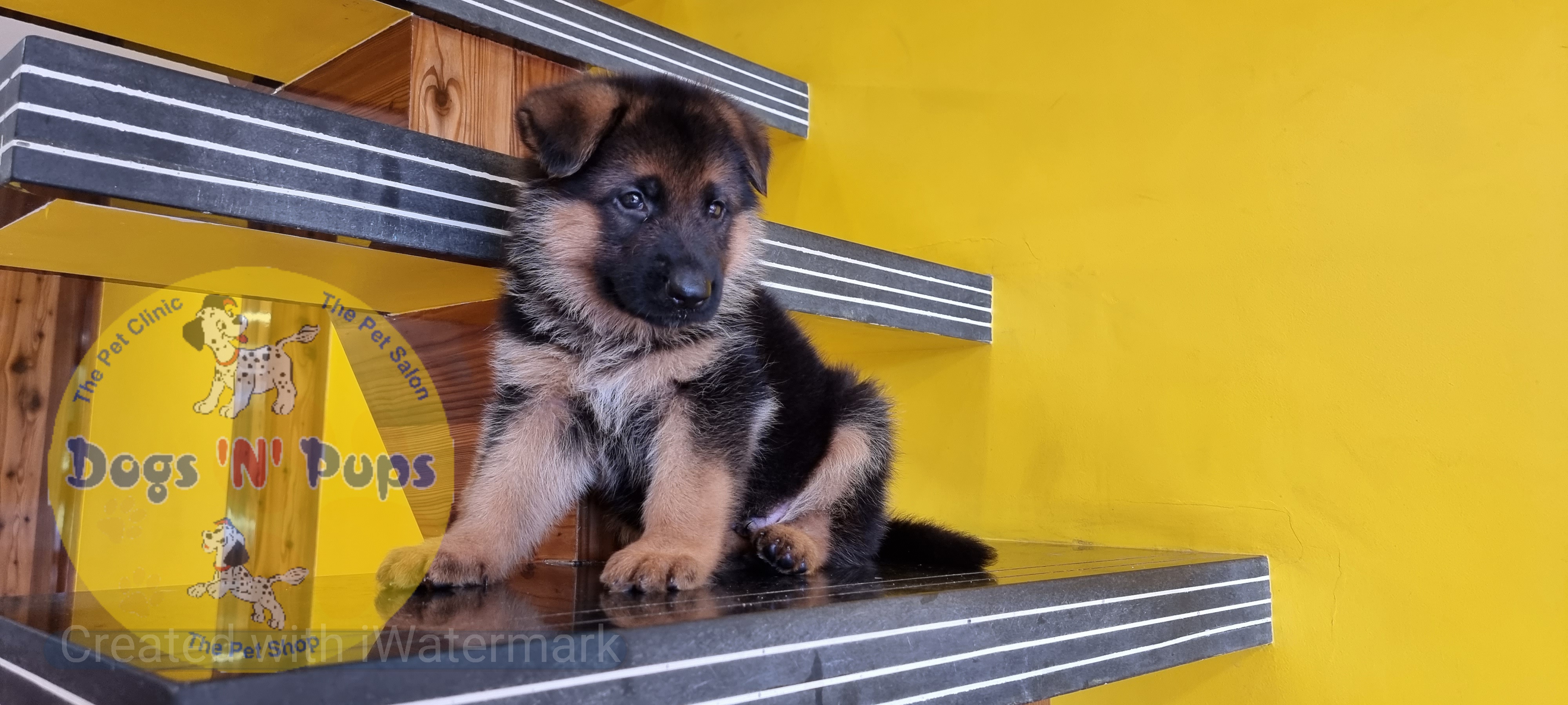 German shepherd  image 2