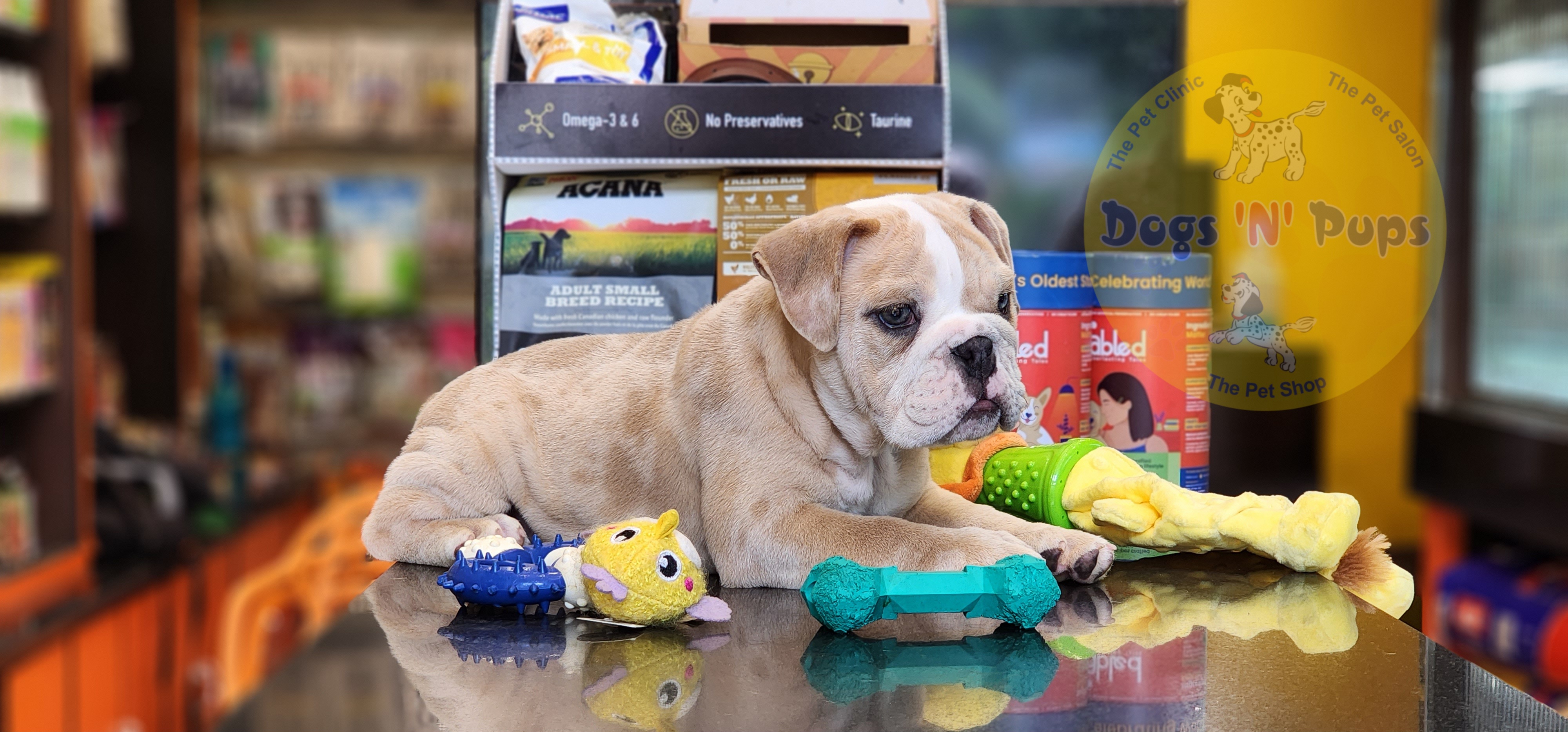 English Bulldog  image 9