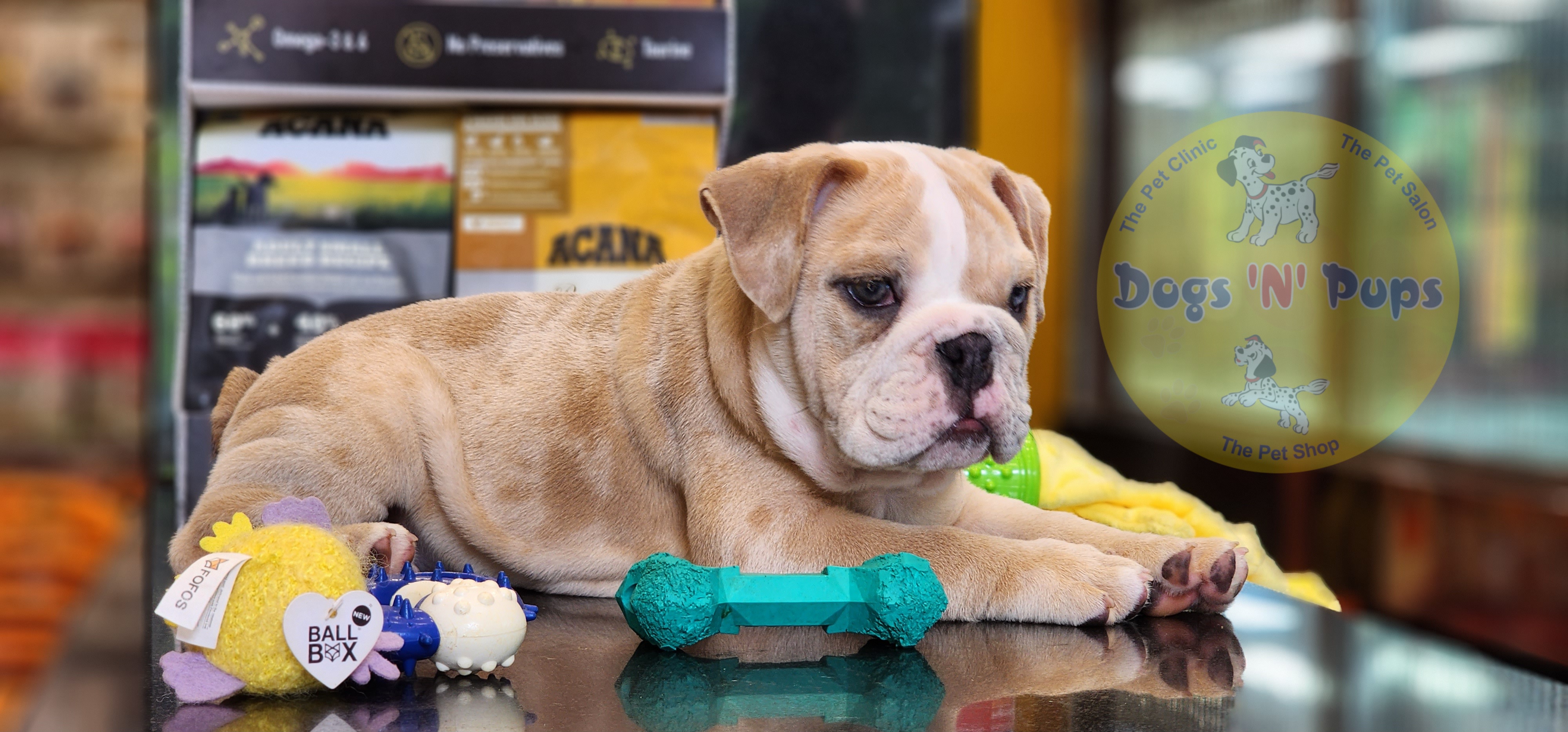 English Bulldog  image 4