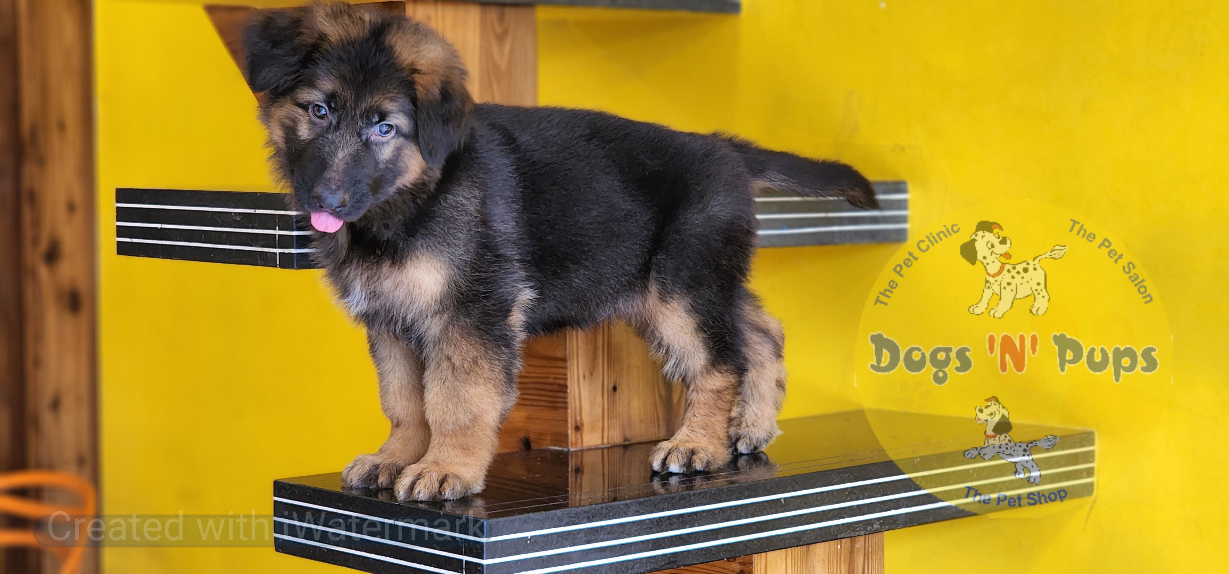 German shepherd  image 4