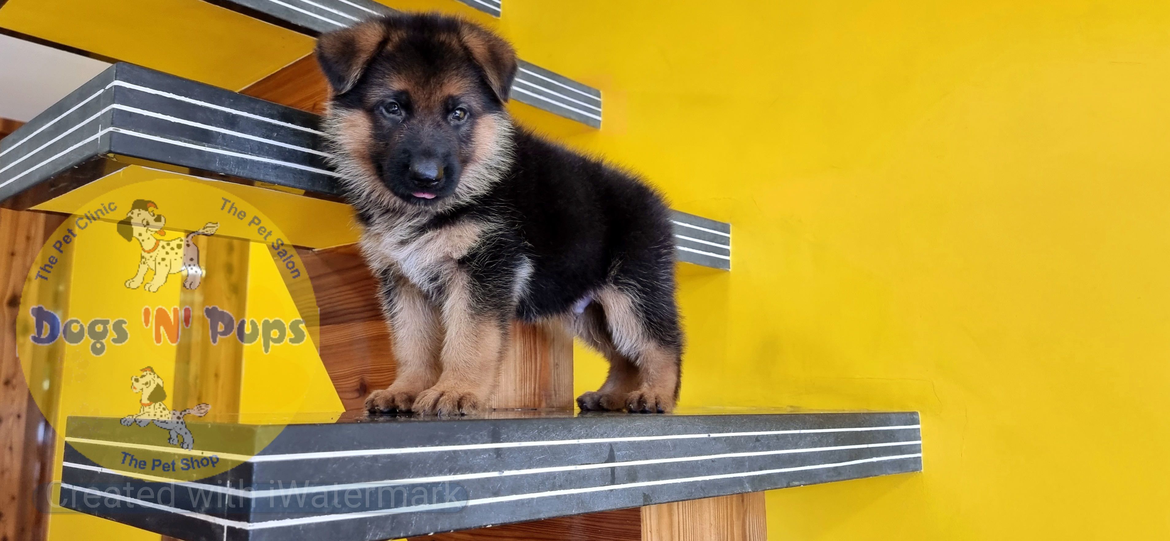 German shepherd  image 12