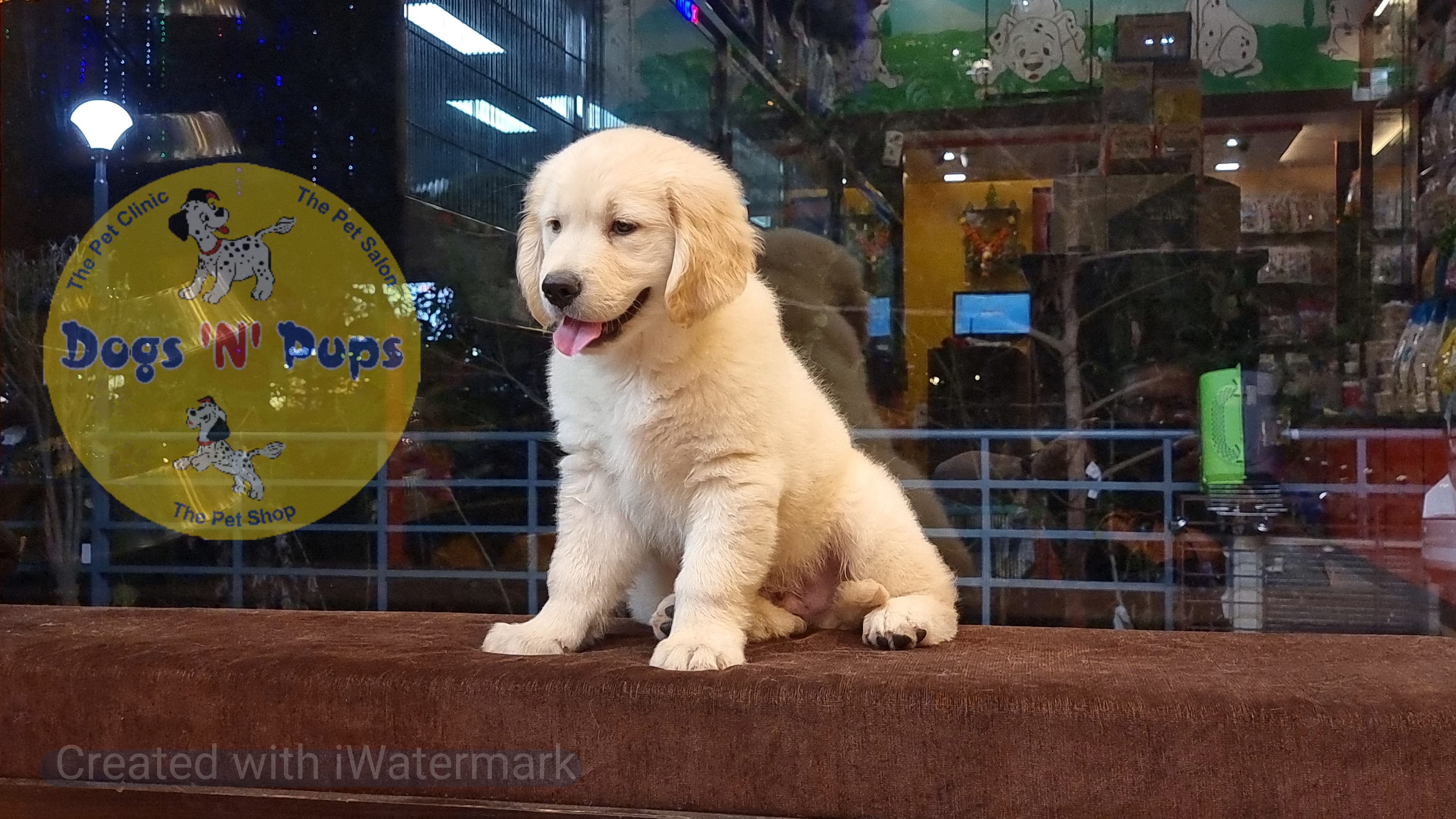 Golden retriever  image 5