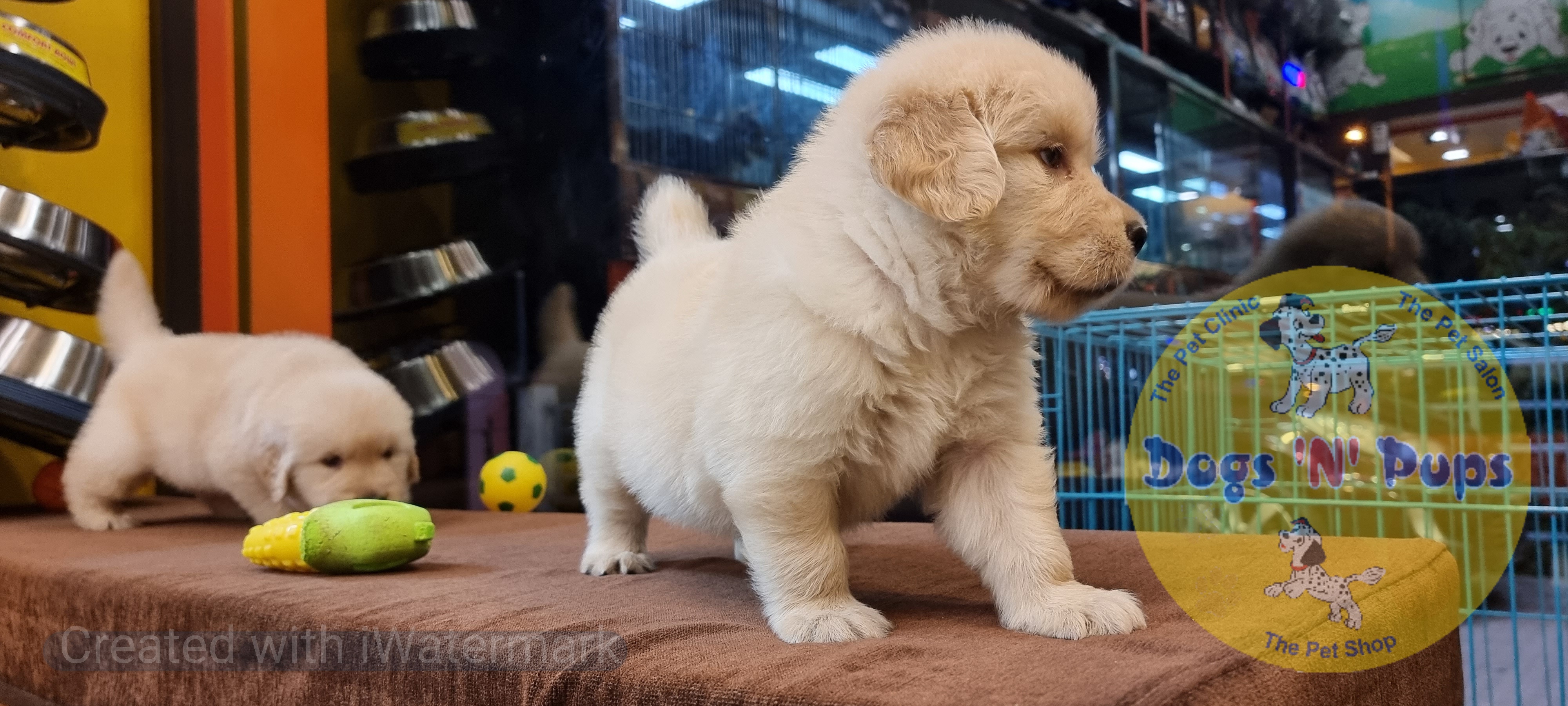 Golden retriever puppies  image 6