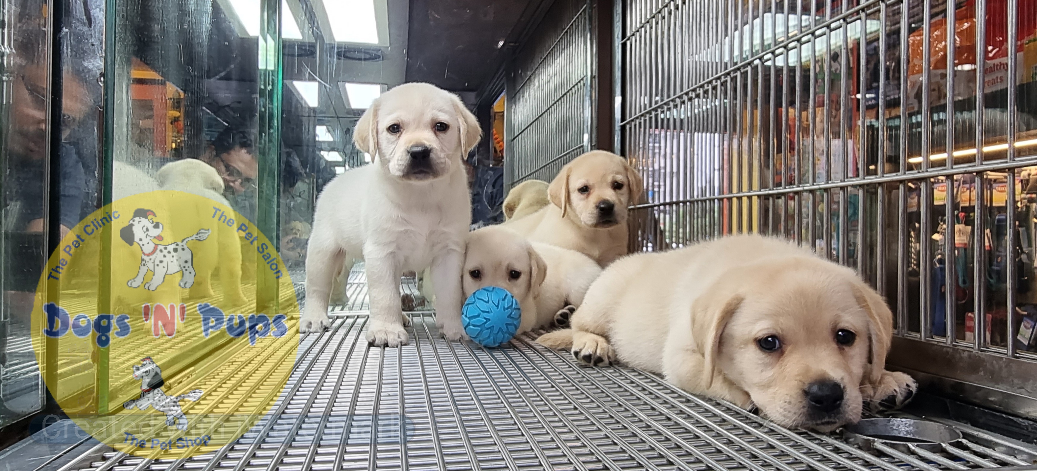 Labrador puppies  image 6
