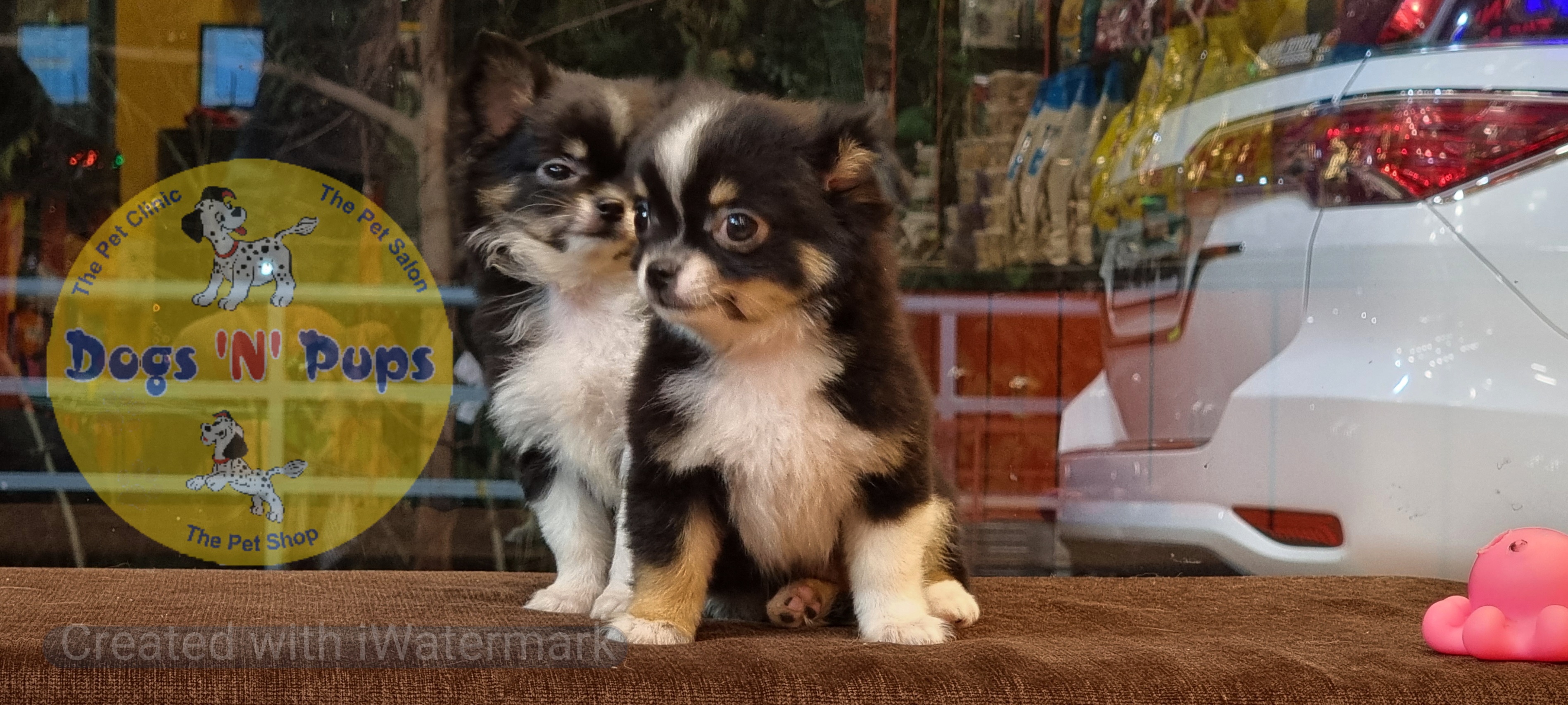 prev dog posted image