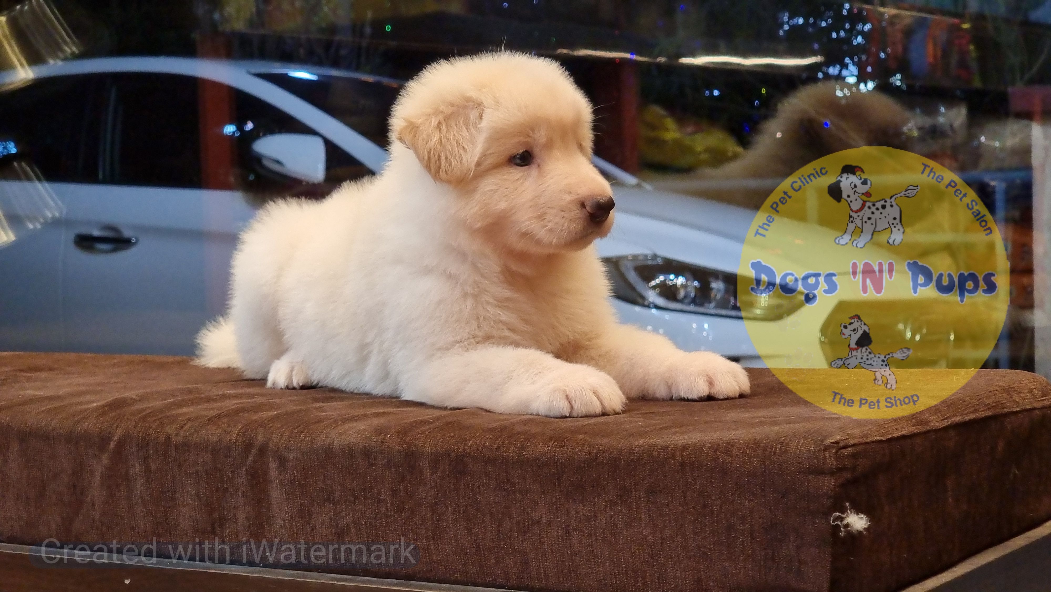 prev dog posted image