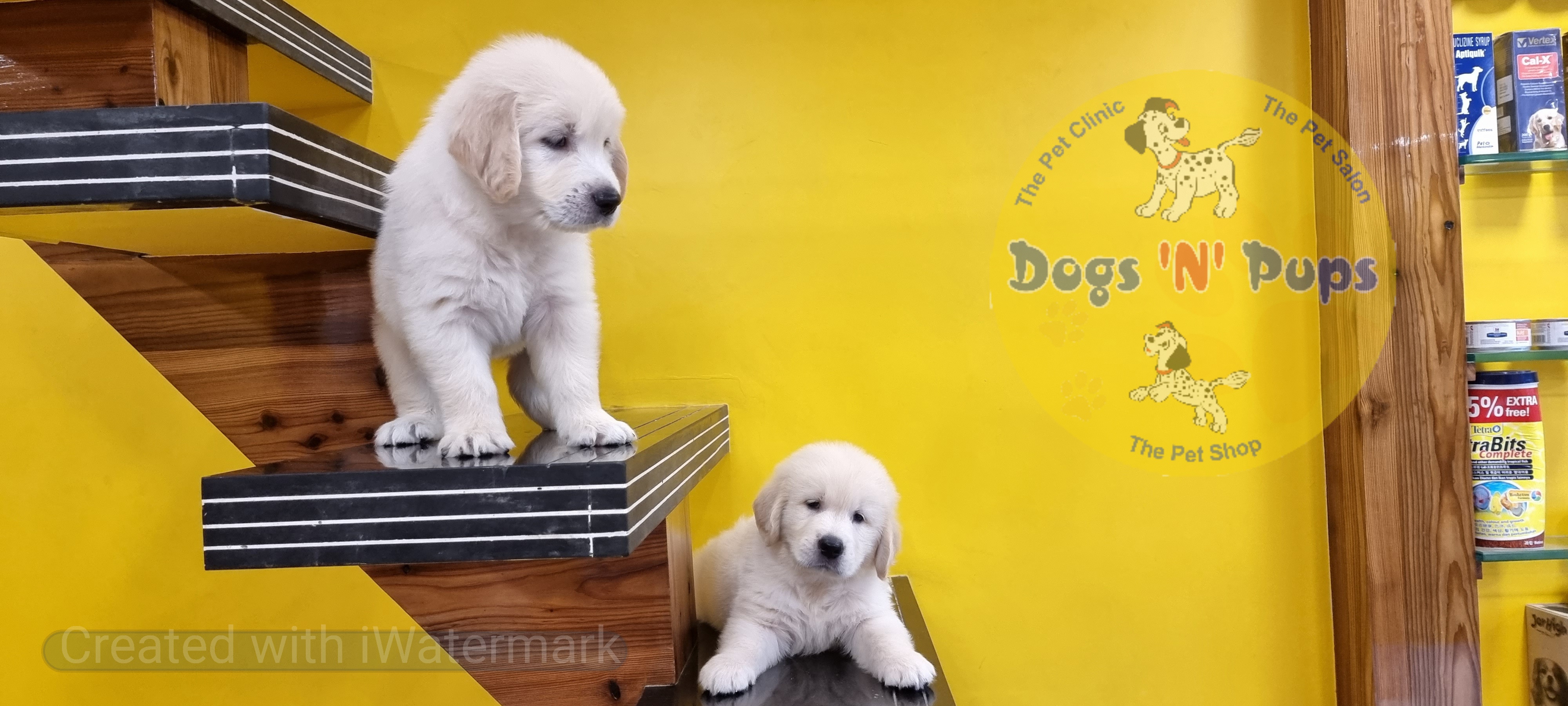 pet Golden retriever  header image