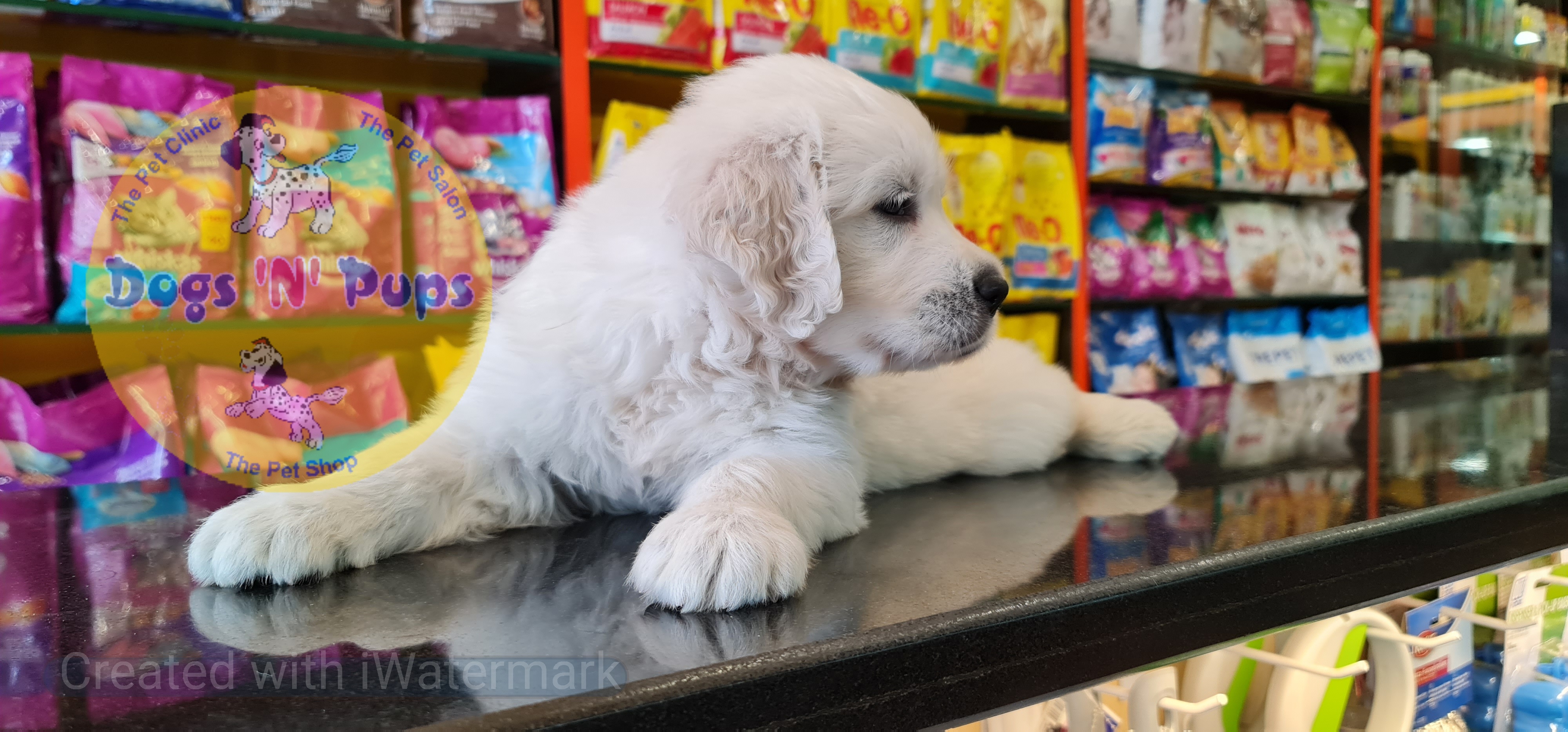 Golden retriever puppy  image 14