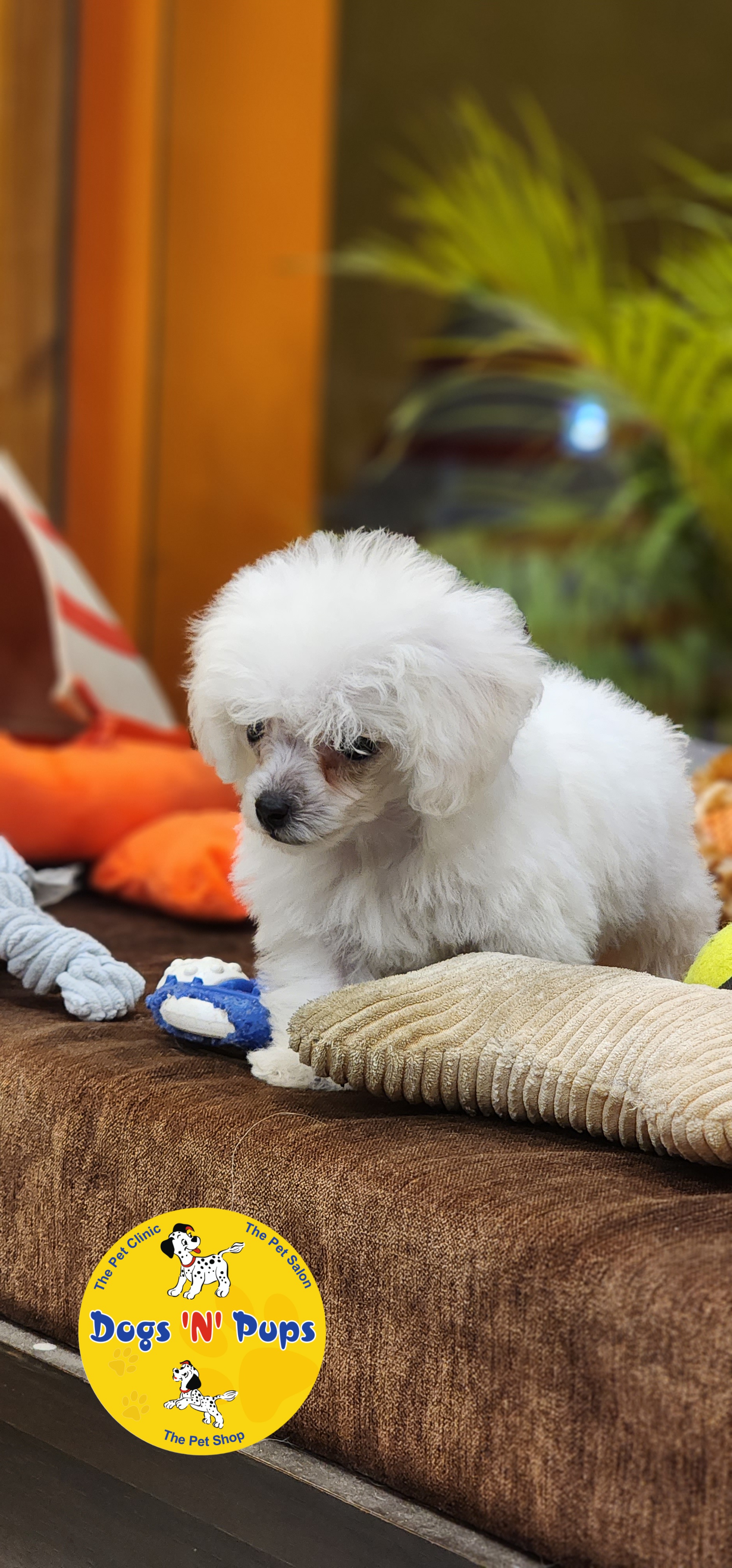 Toy Poodle  image 4