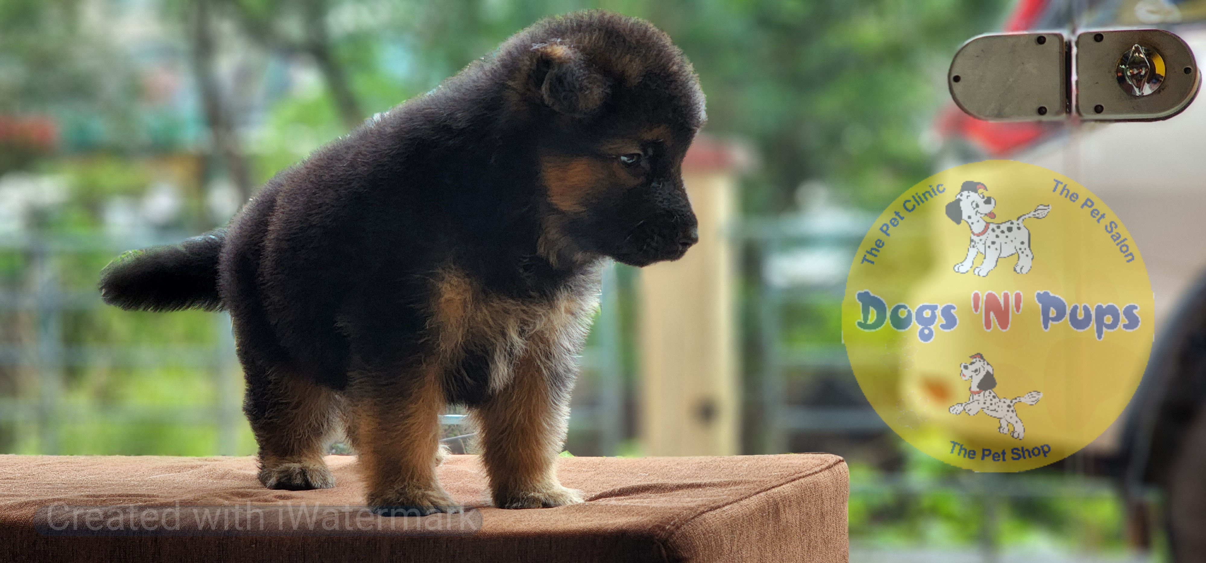 German shepherd  image 3