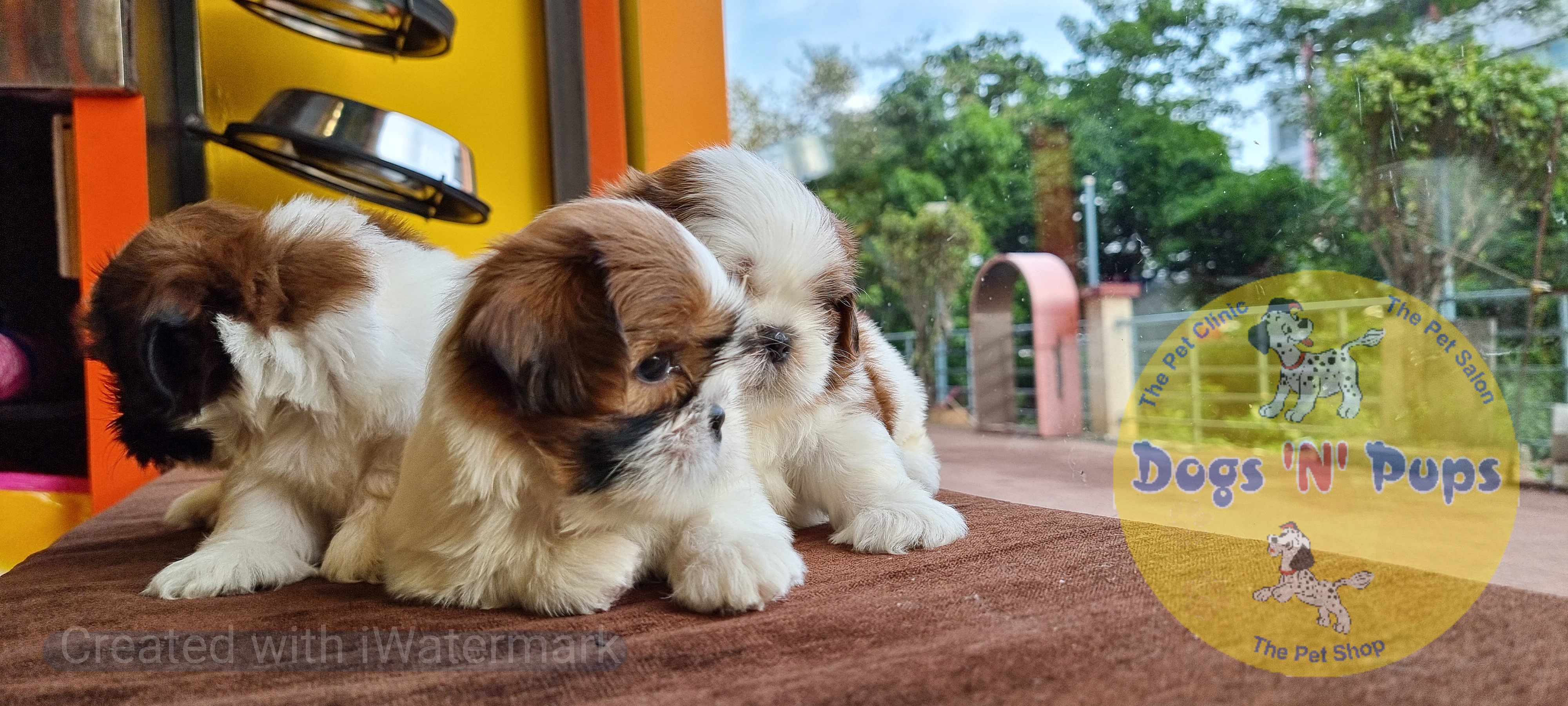 Shihtzu  image 11