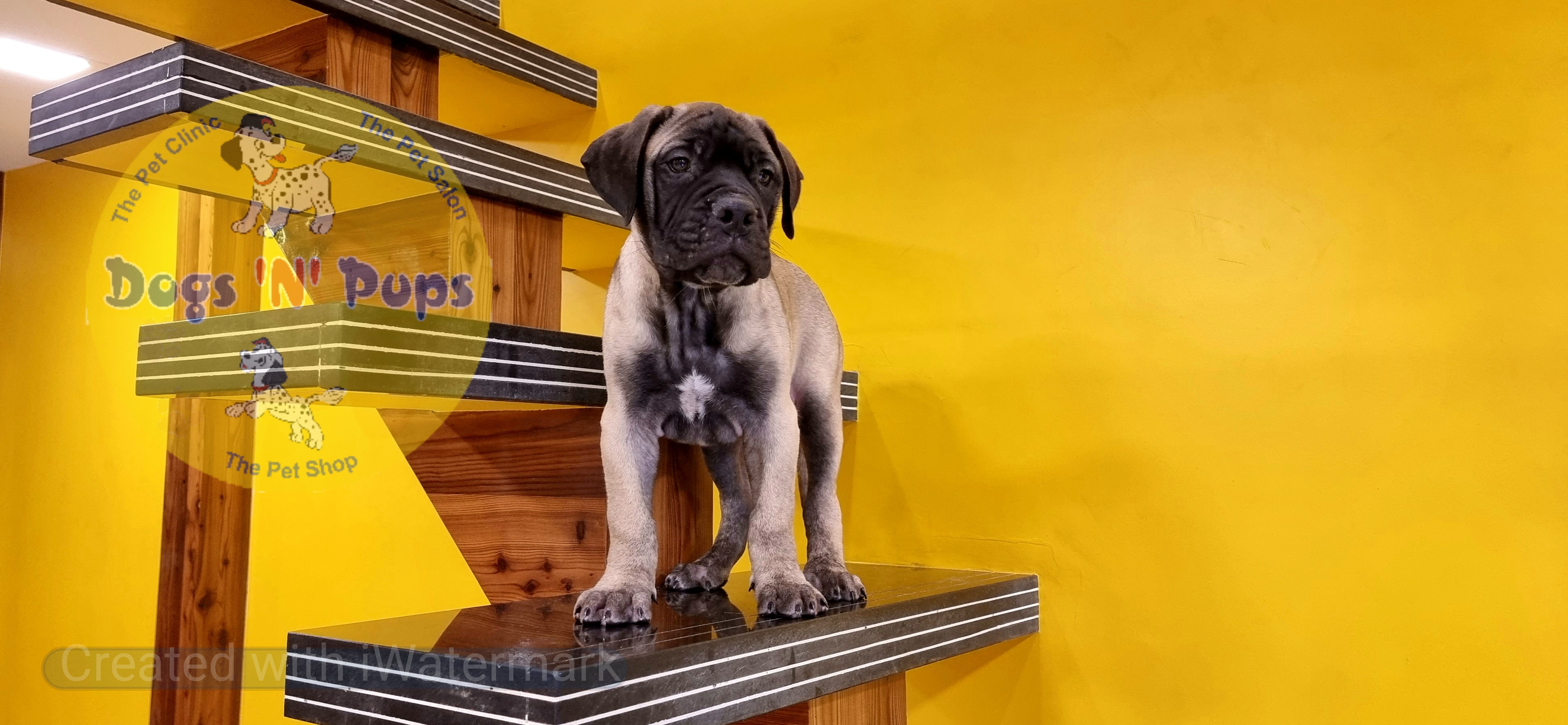 Bullmastiff  image 12