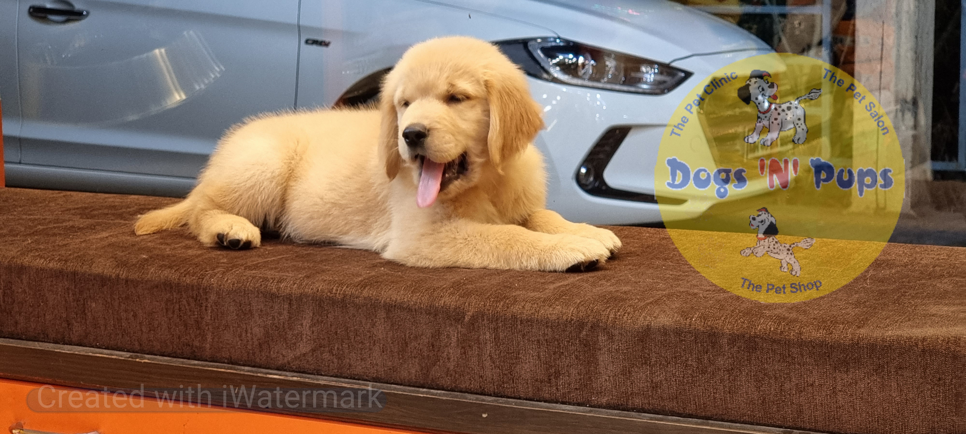 Golden retriever  image 13