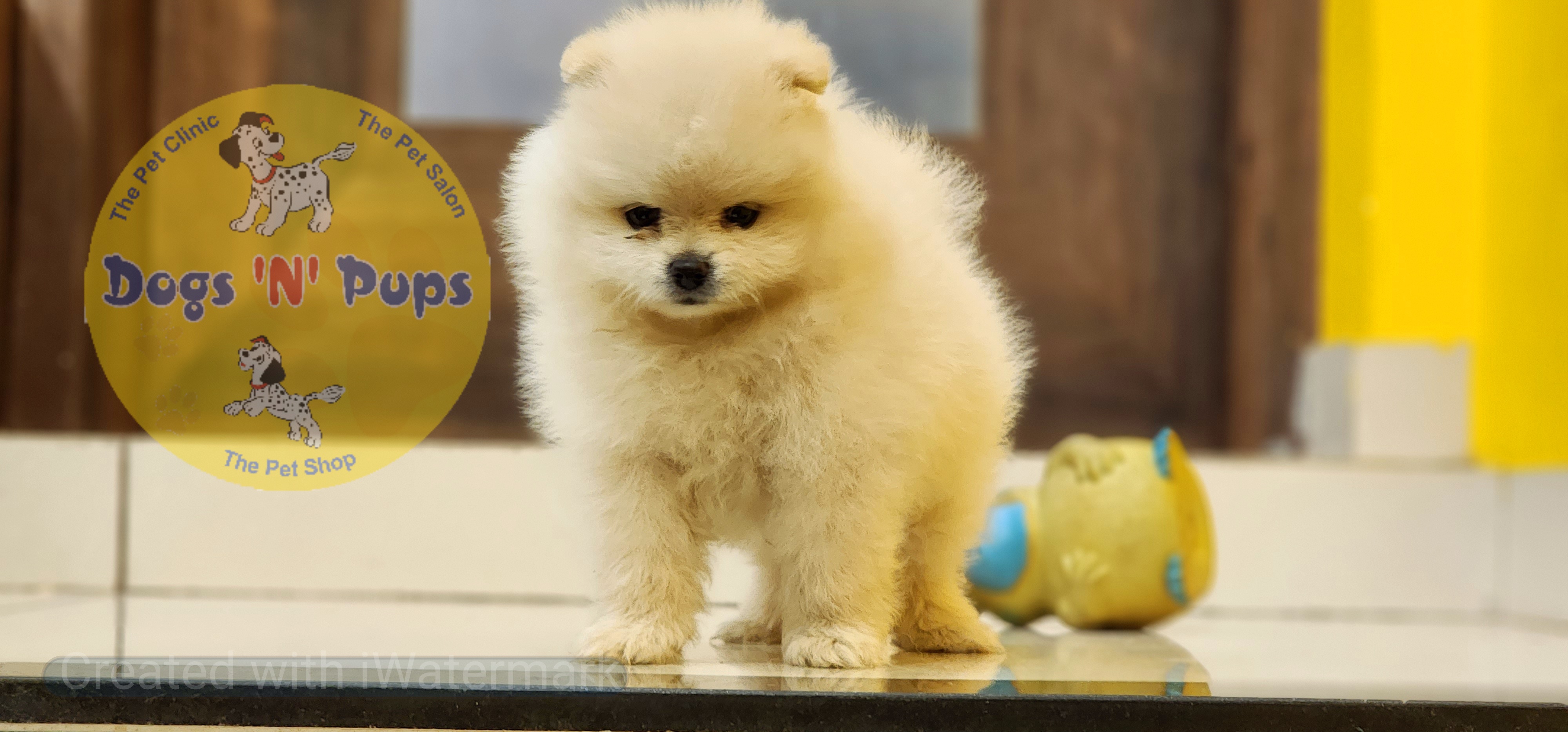 Toy pomeranian  image 2