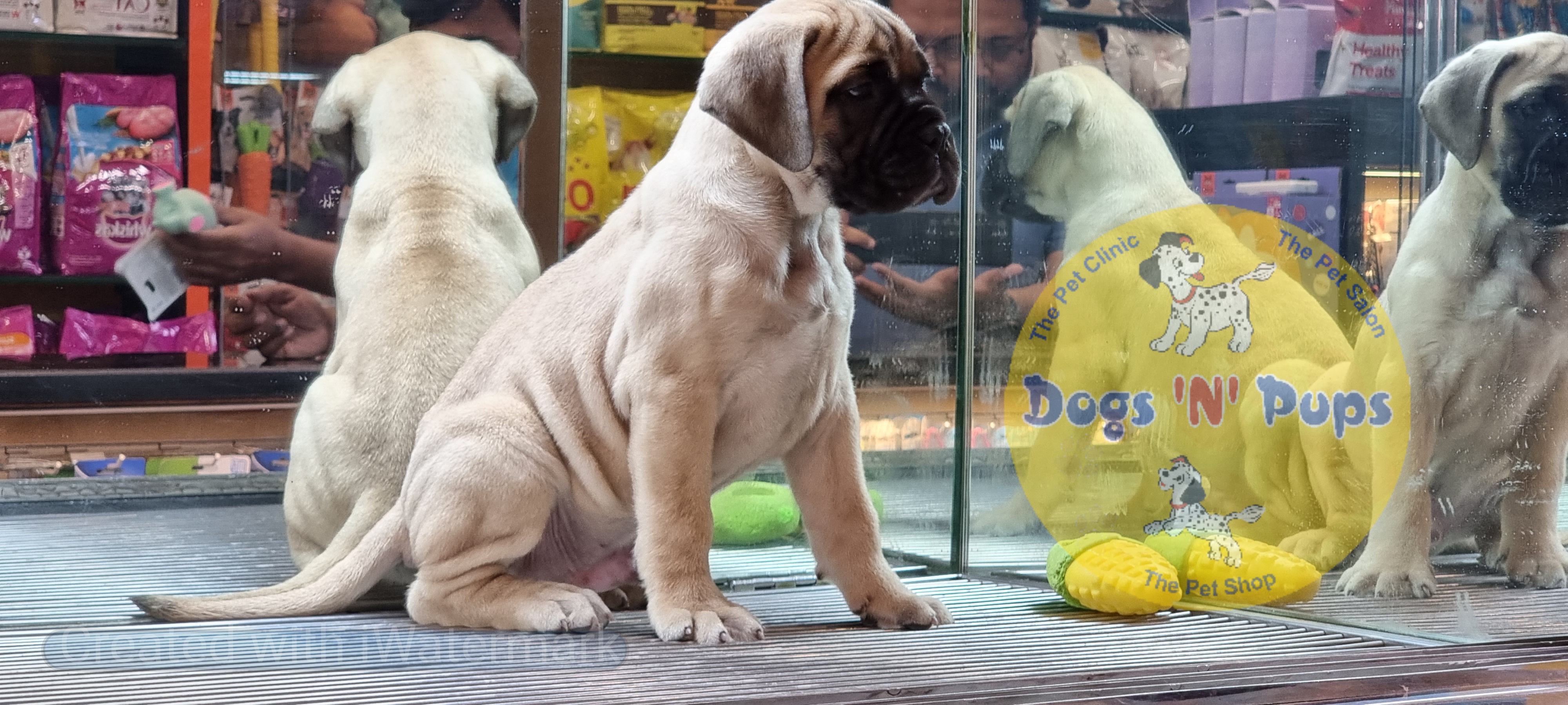 Bullmastiff  image 2