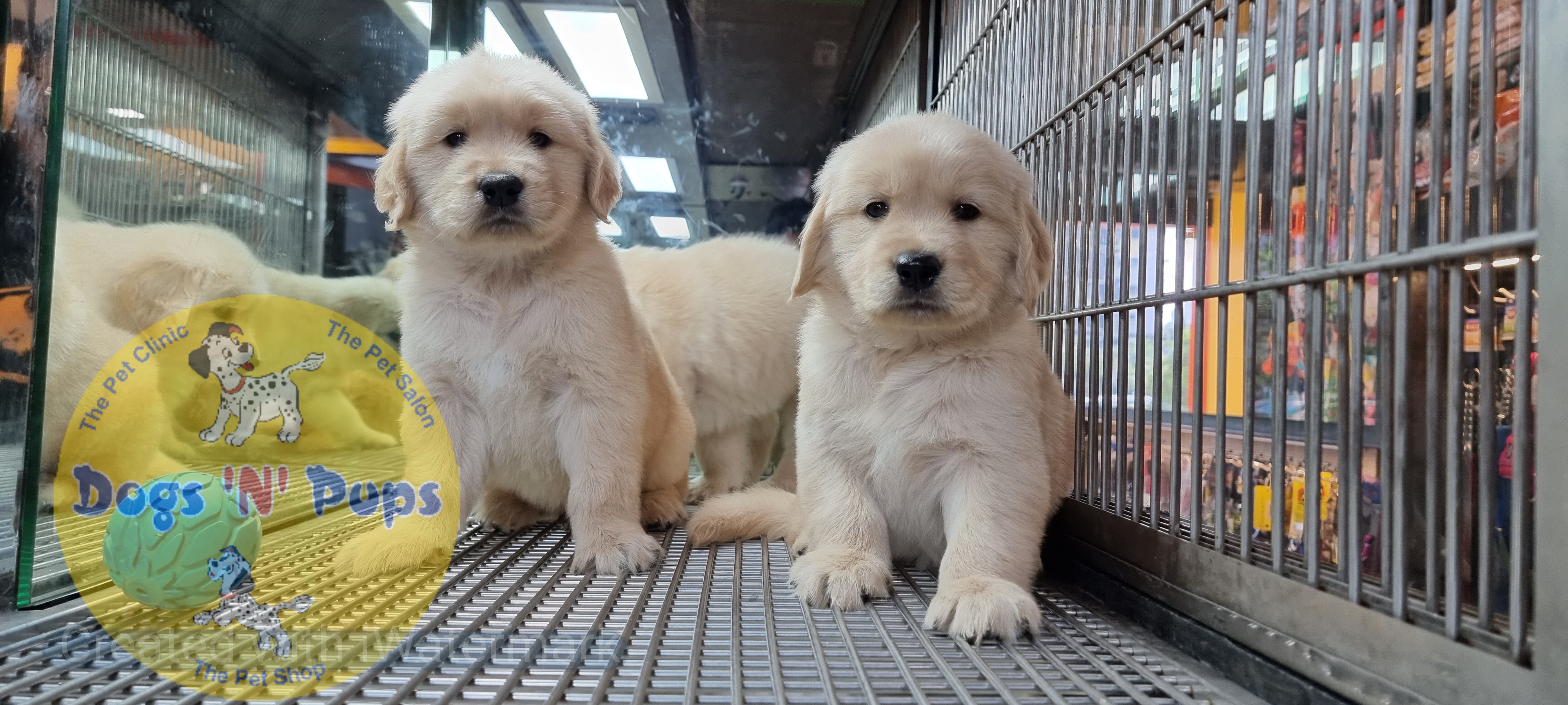 Golden retriever puppies  image 9