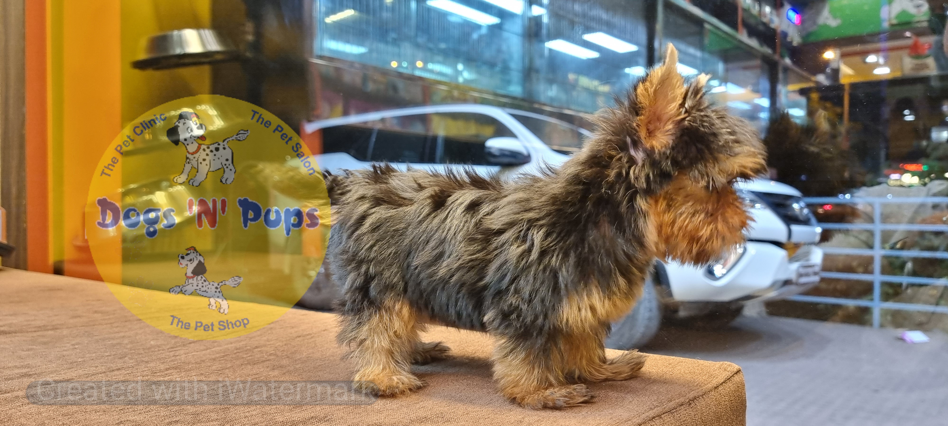 Yorkshire terrior  image 10