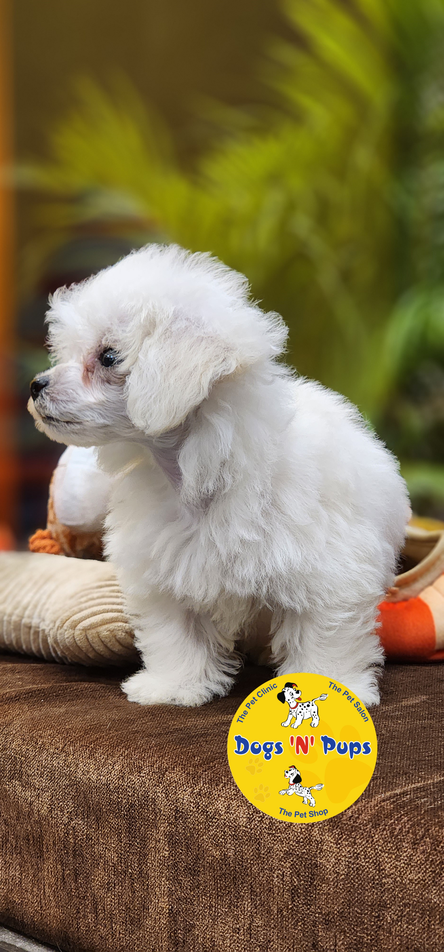 Toy Poodle  image 3