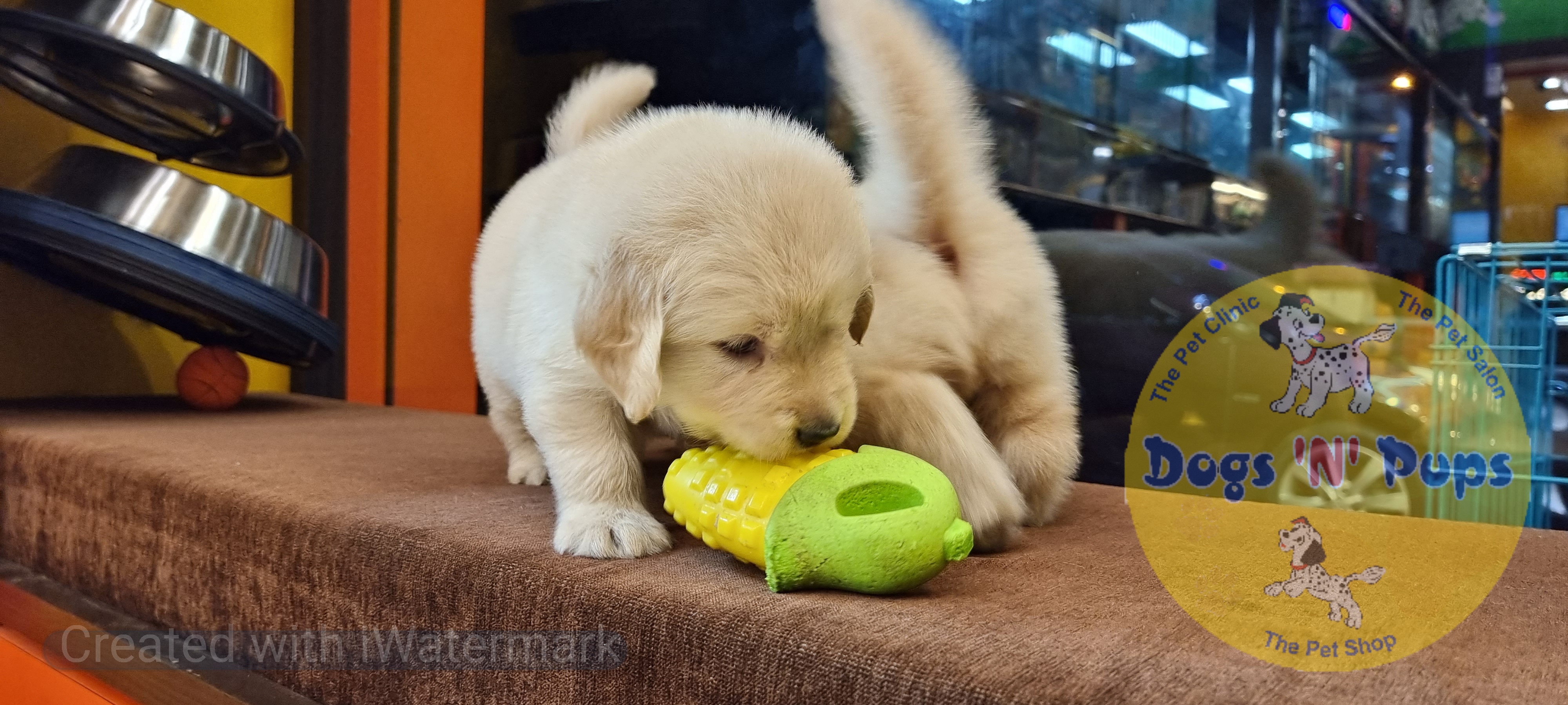 Golden retriever puppies  image 2
