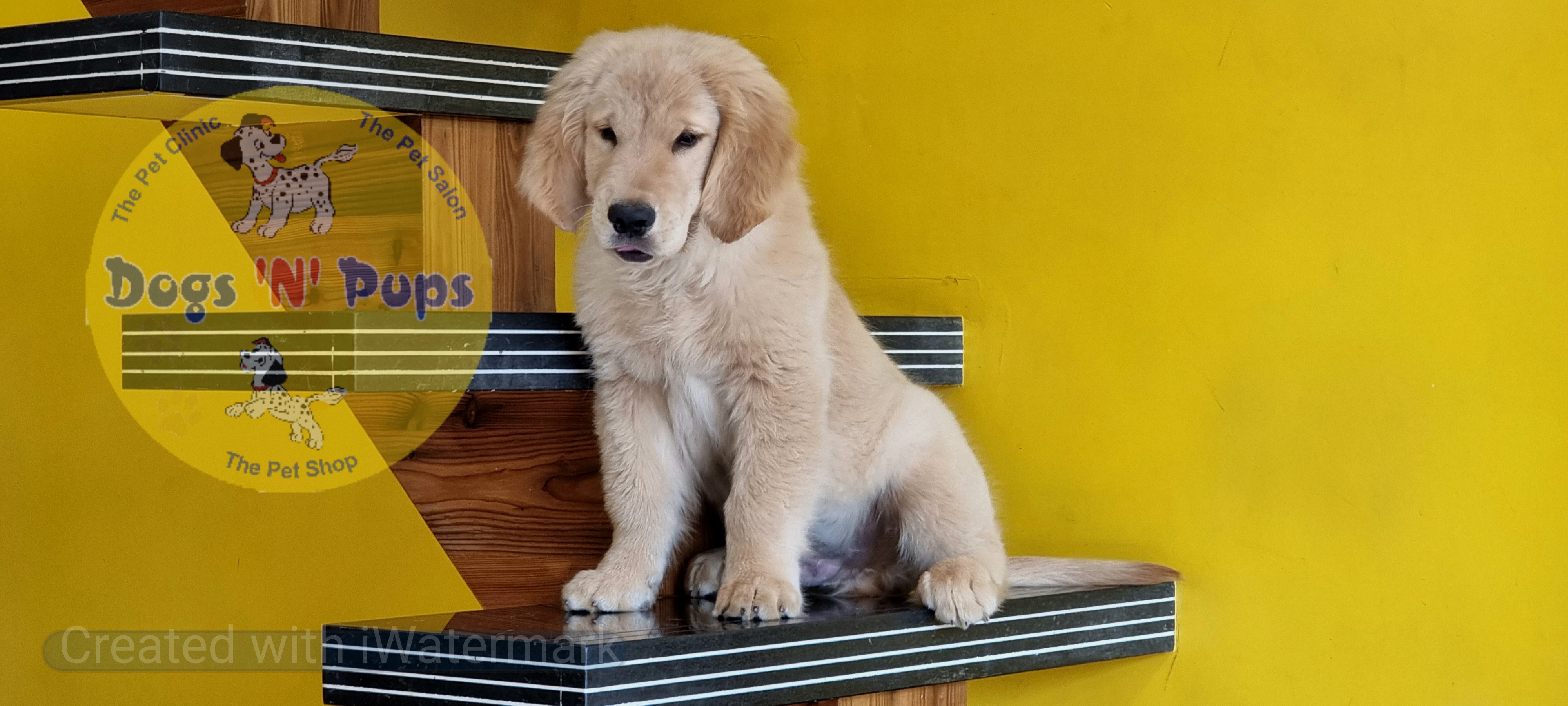 Golden retriever  image 4