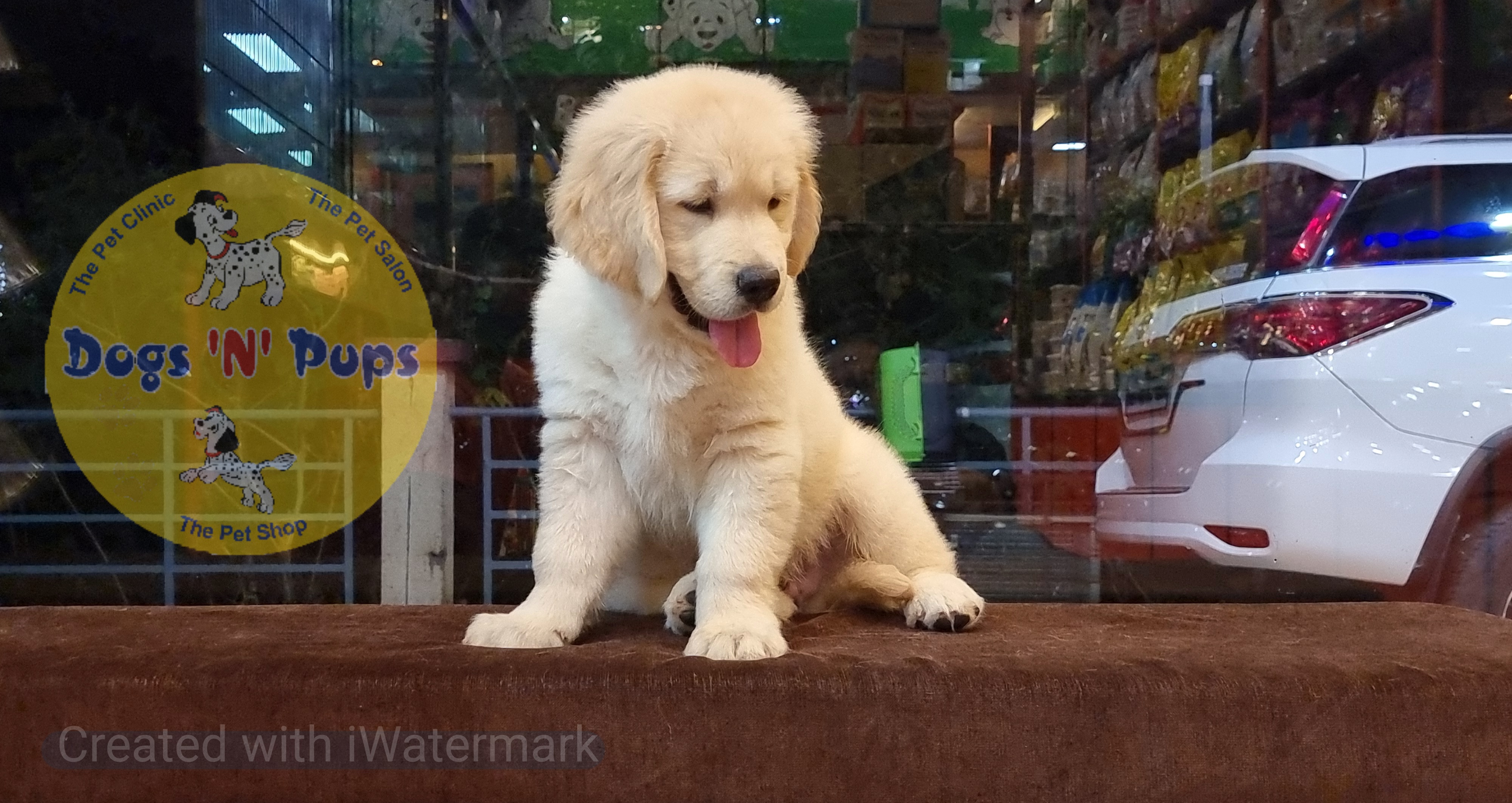 Golden retriever  image 6