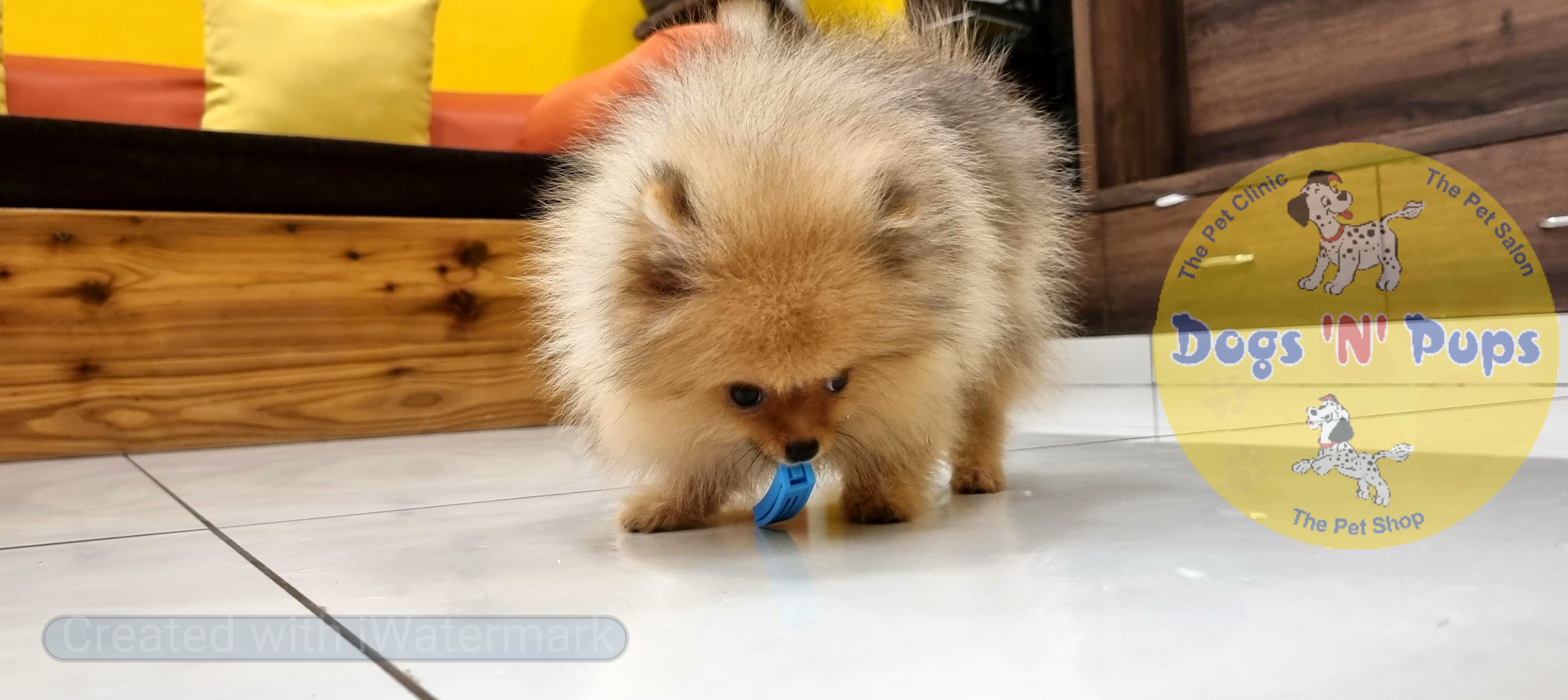 Toy pomeranian  image 2