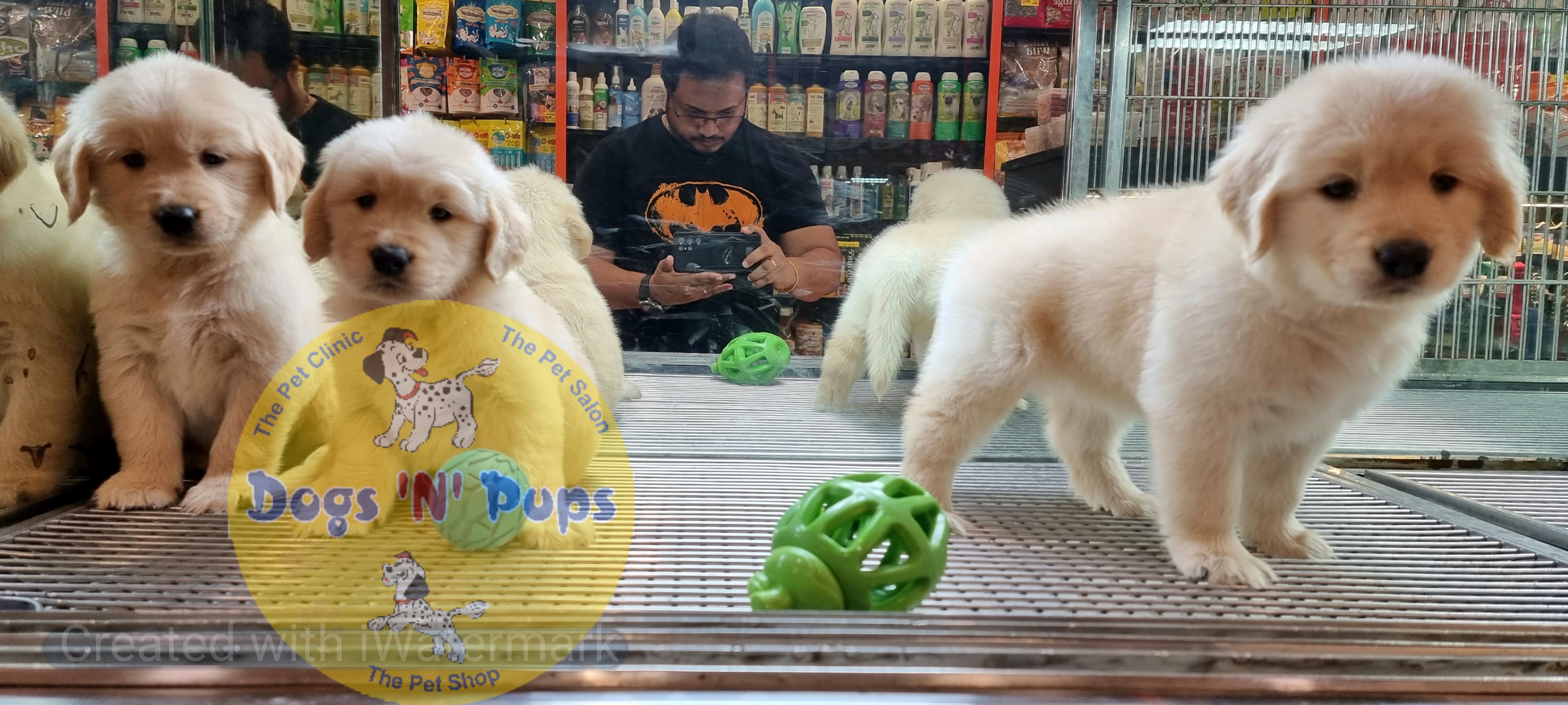 Golden retriever puppies  image 18
