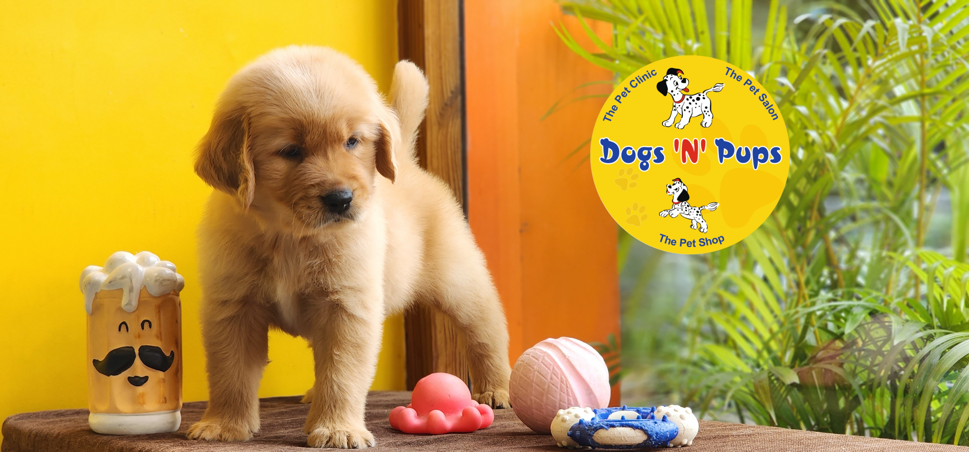 Golden retriever  image 5