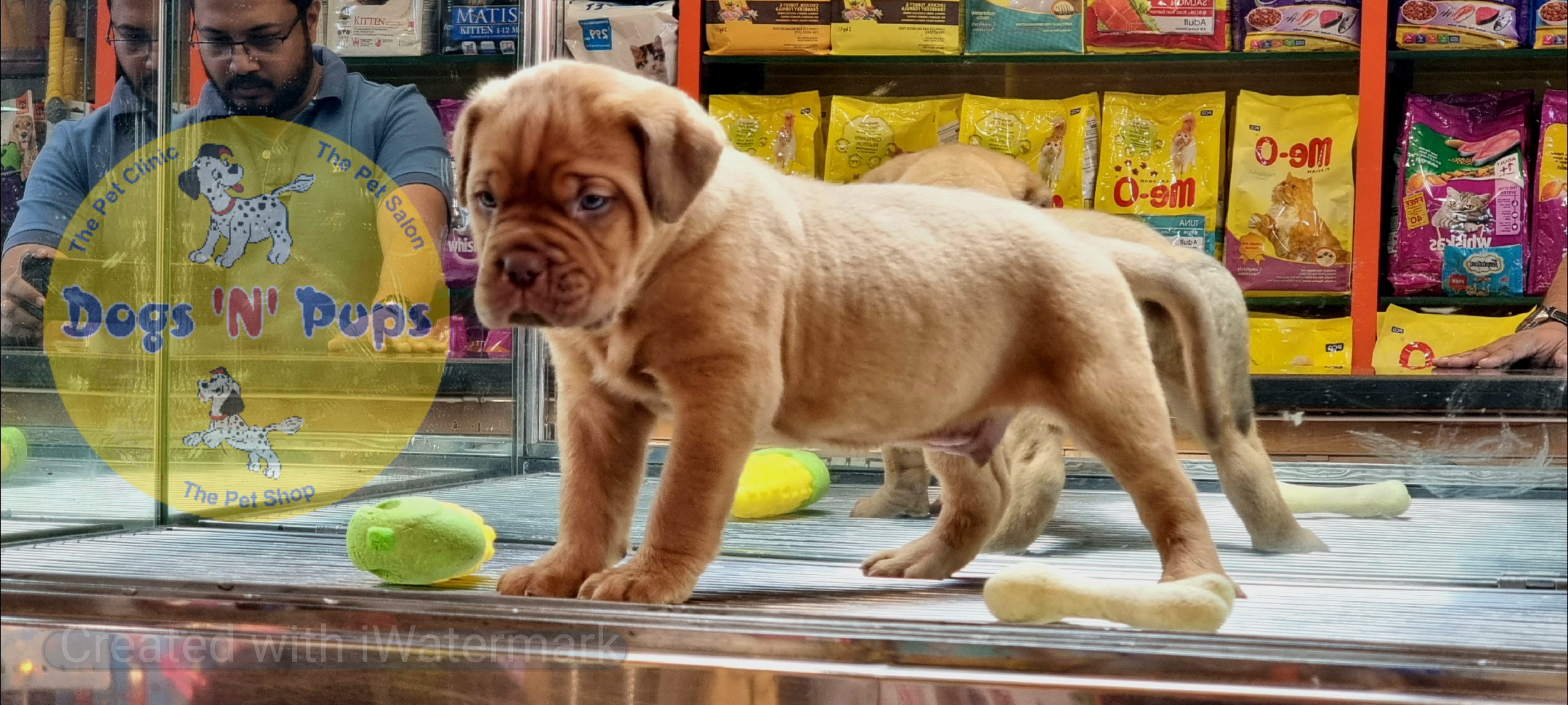 French mastiff  image 4