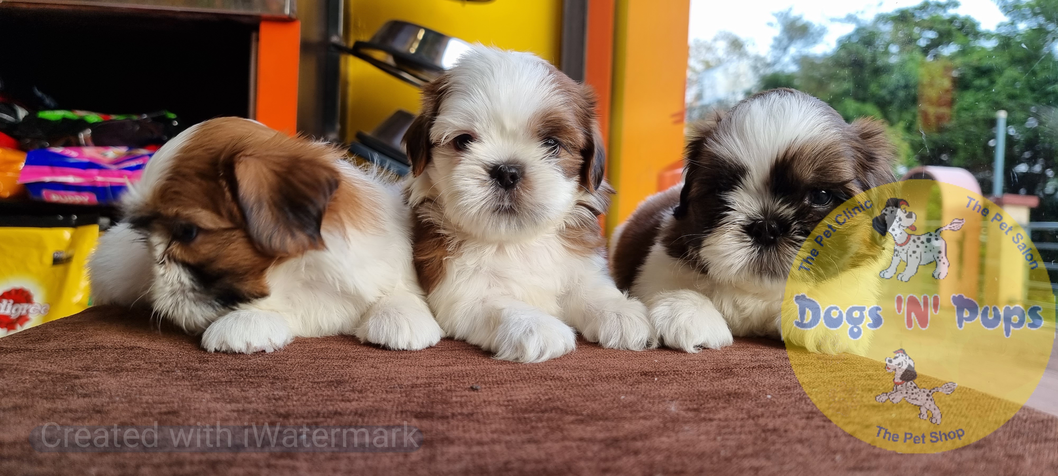 Shihtzu  image 2