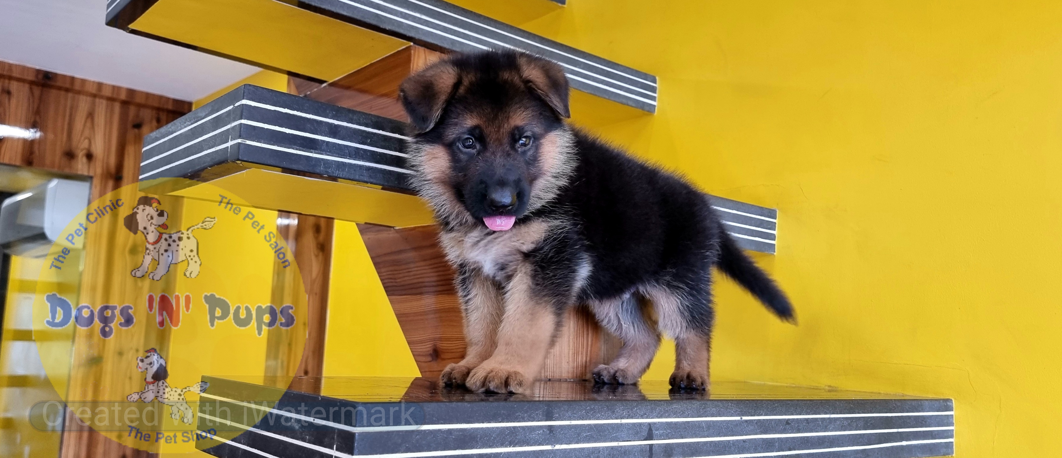 German shepherd  image 10